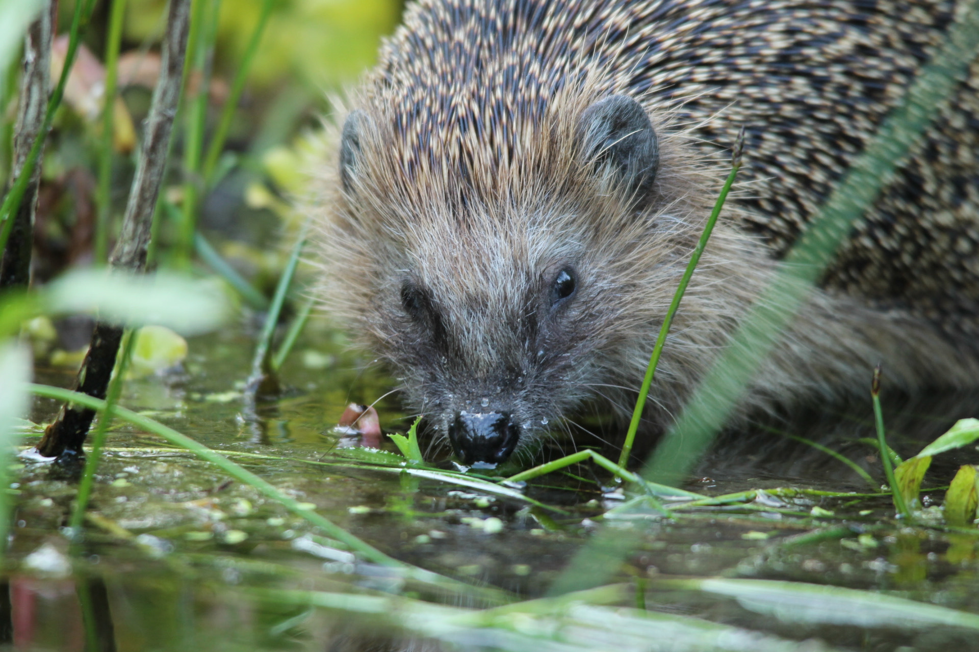 Sigma 150-500mm F5-6.3 DG OS HSM sample photo. Hedgehog photography