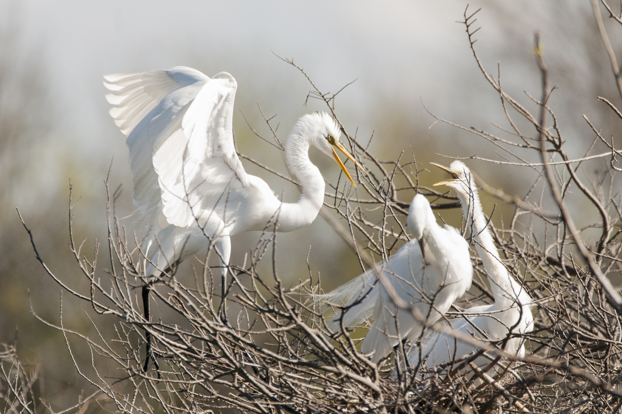 Sigma 150-600mm F5-6.3 DG OS HSM | C sample photo. Jealous photography
