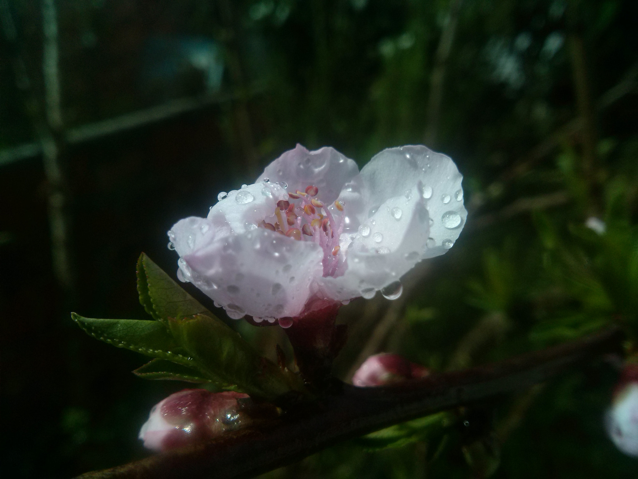 LG OPTIMUS L7 II sample photo. Peach flower photography