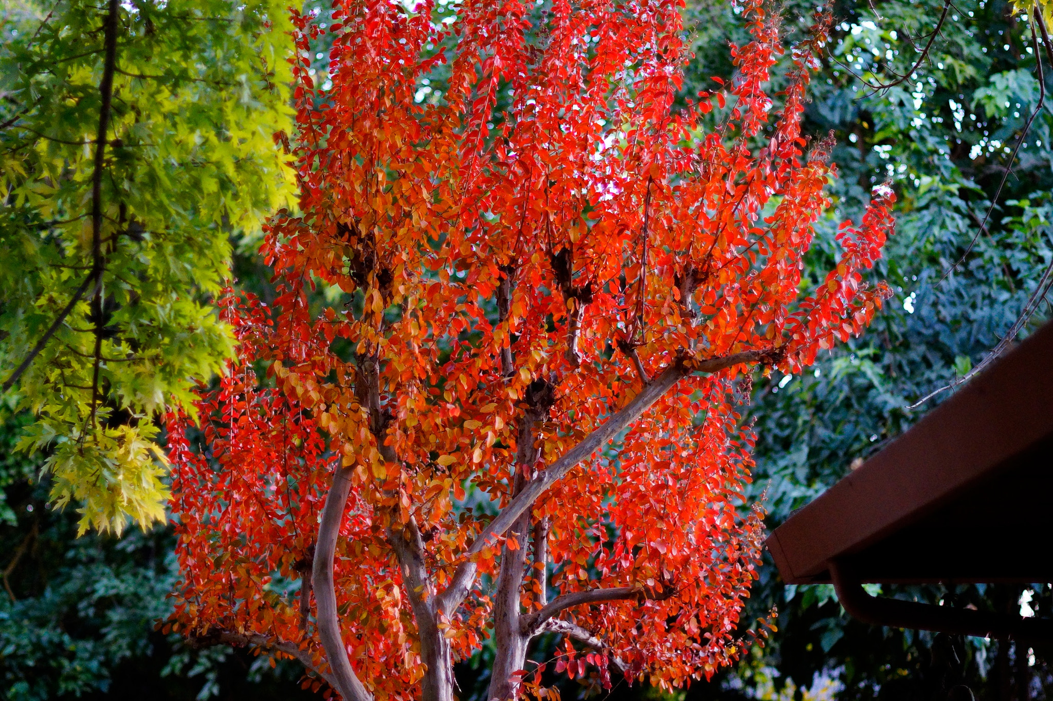 Sony SLT-A77 + Sony 50mm F1.4 sample photo. I love the colors of nature. photography