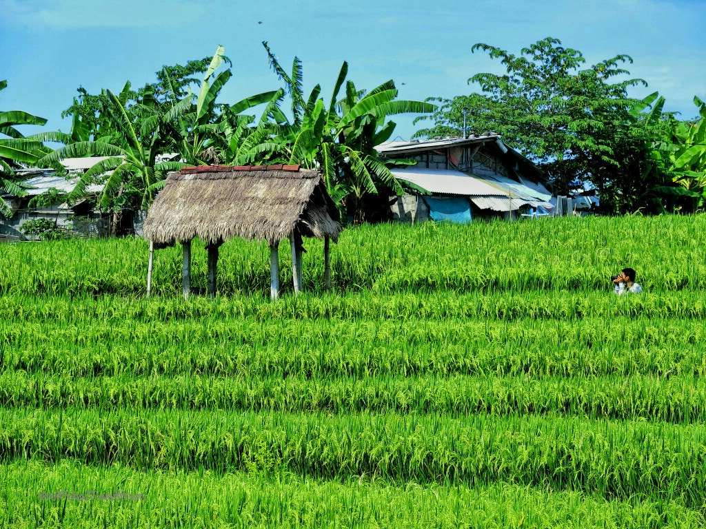 CASIO EX-100 sample photo. Padi field photography