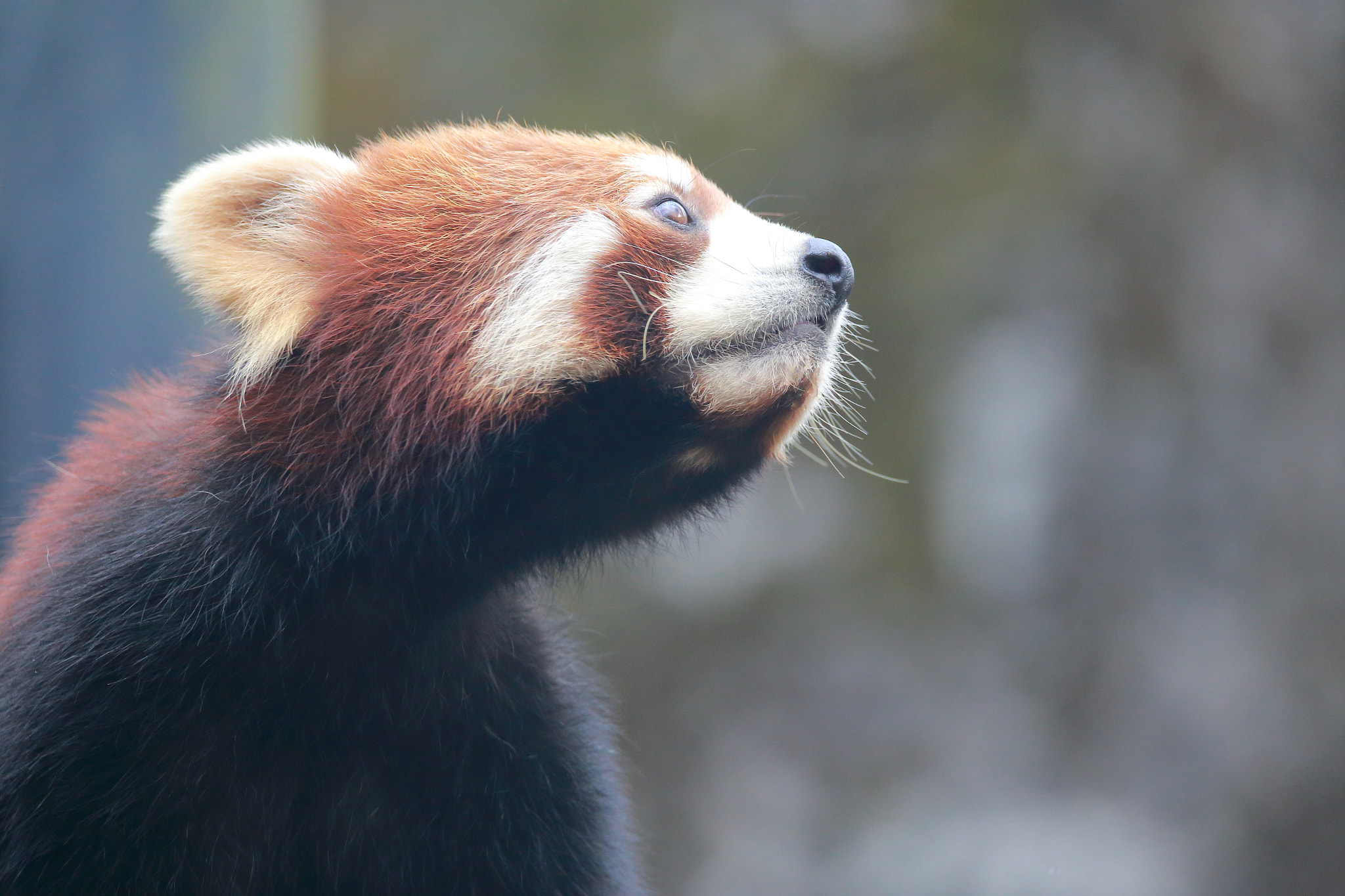 Sigma 150mm f/2.8 EX DG OS HSM APO Macro sample photo. Lesser panda photography