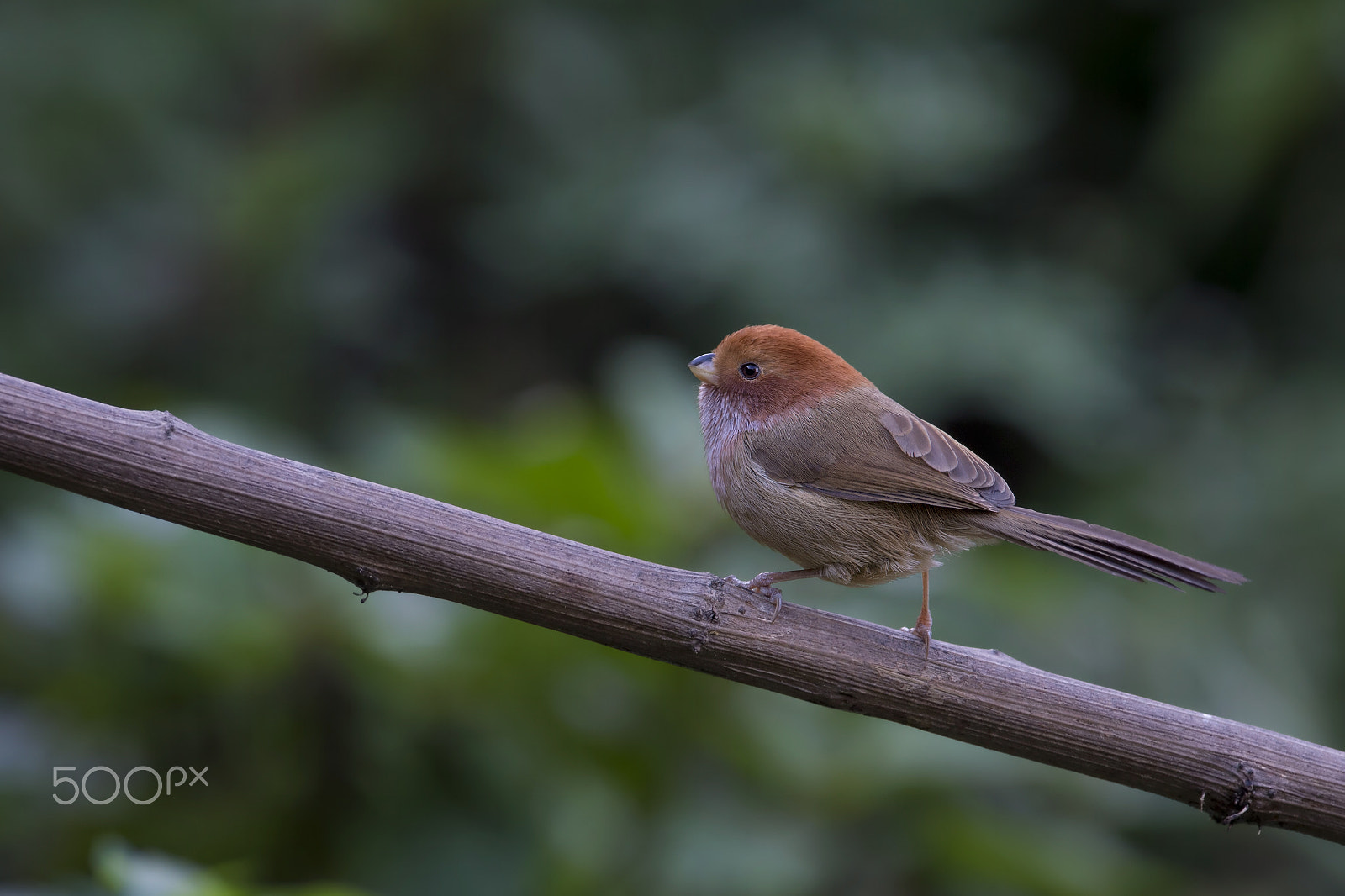 Nikon D4 sample photo. Brown-winged parrotbill photography
