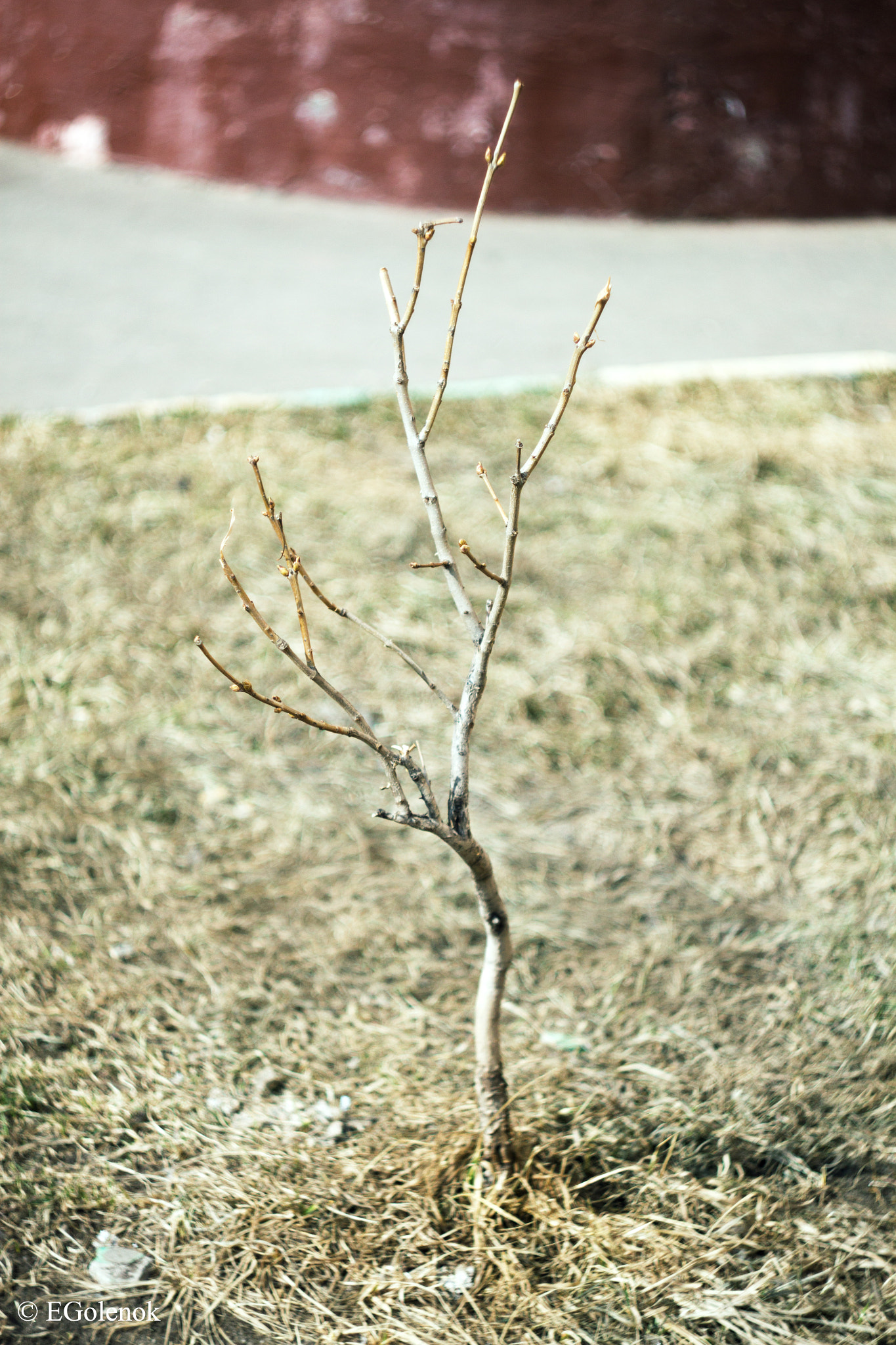 Canon EOS 500D (EOS Rebel T1i / EOS Kiss X3) sample photo. Trees photography