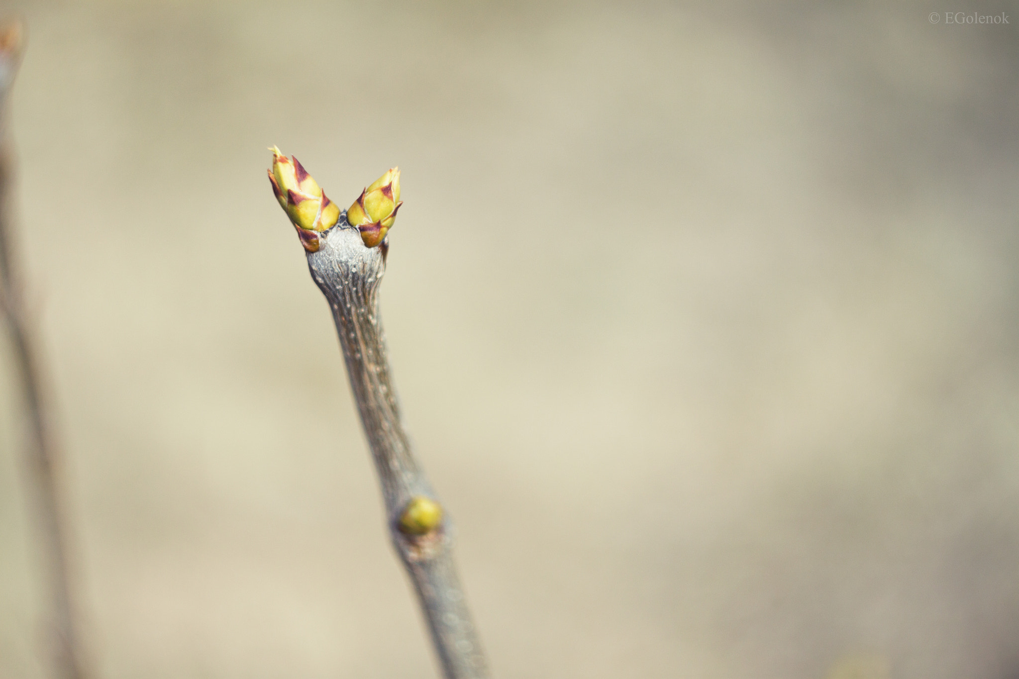 Canon EOS 500D (EOS Rebel T1i / EOS Kiss X3) sample photo. Branch photography