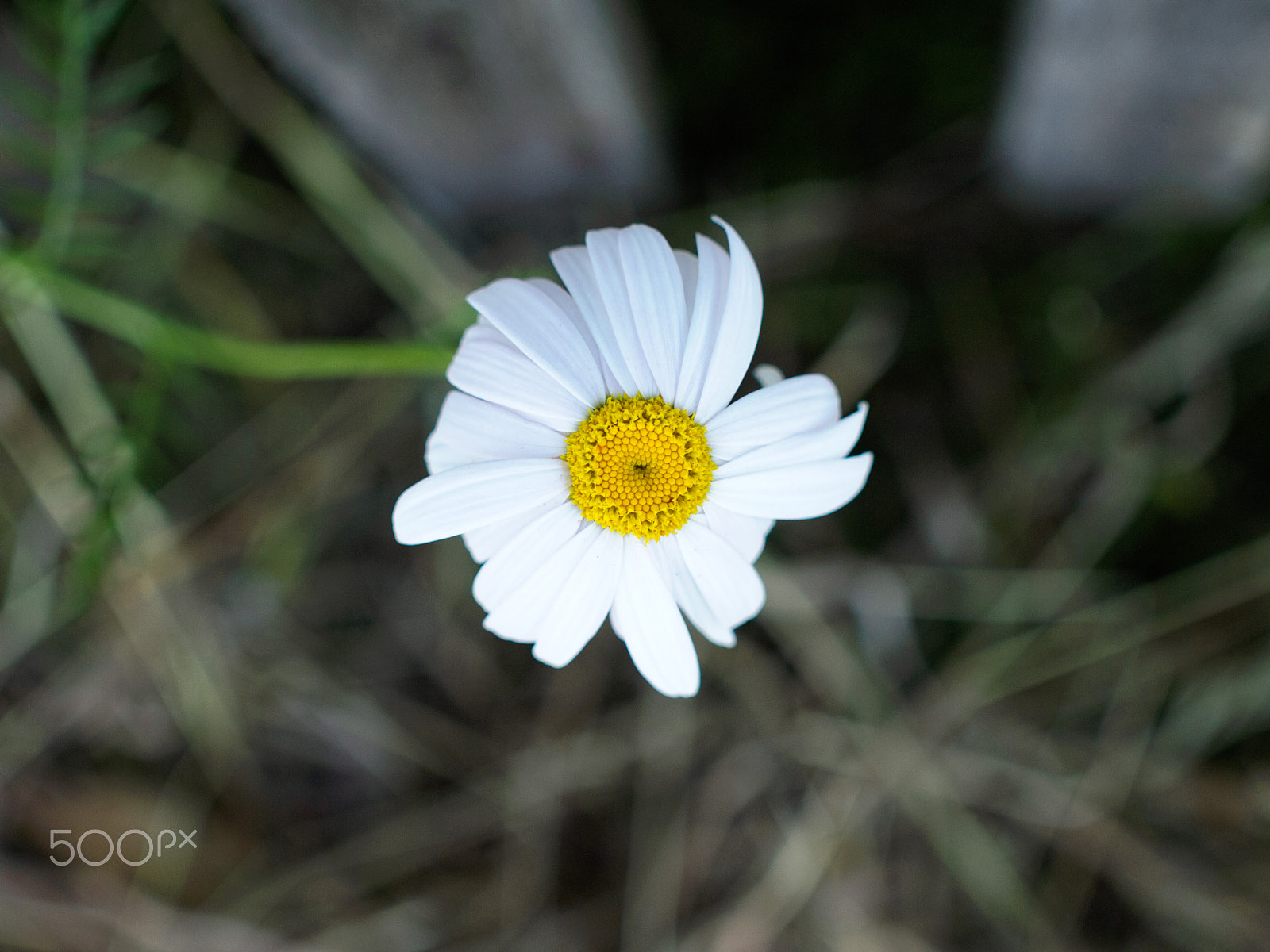 Olympus PEN E-PL3 + Sigma 30mm F2.8 EX DN sample photo. Chamomile photography