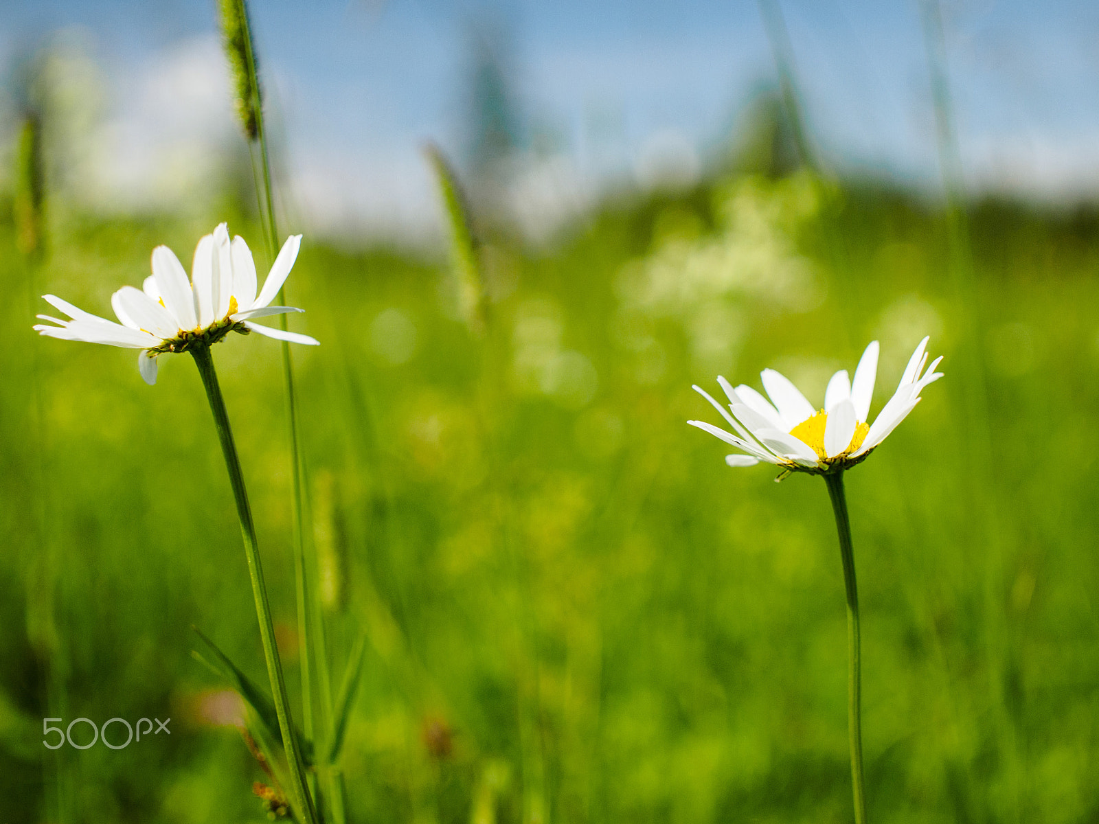 Olympus PEN E-PL3 + Sigma 30mm F2.8 EX DN sample photo. Chamomile photography