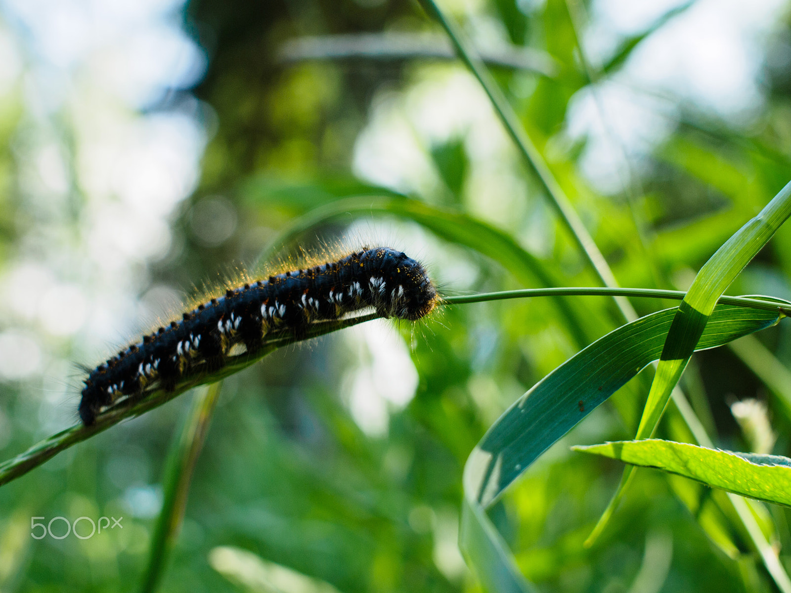 Olympus PEN E-PL3 + Sigma 30mm F2.8 EX DN sample photo. Caterpillar photography