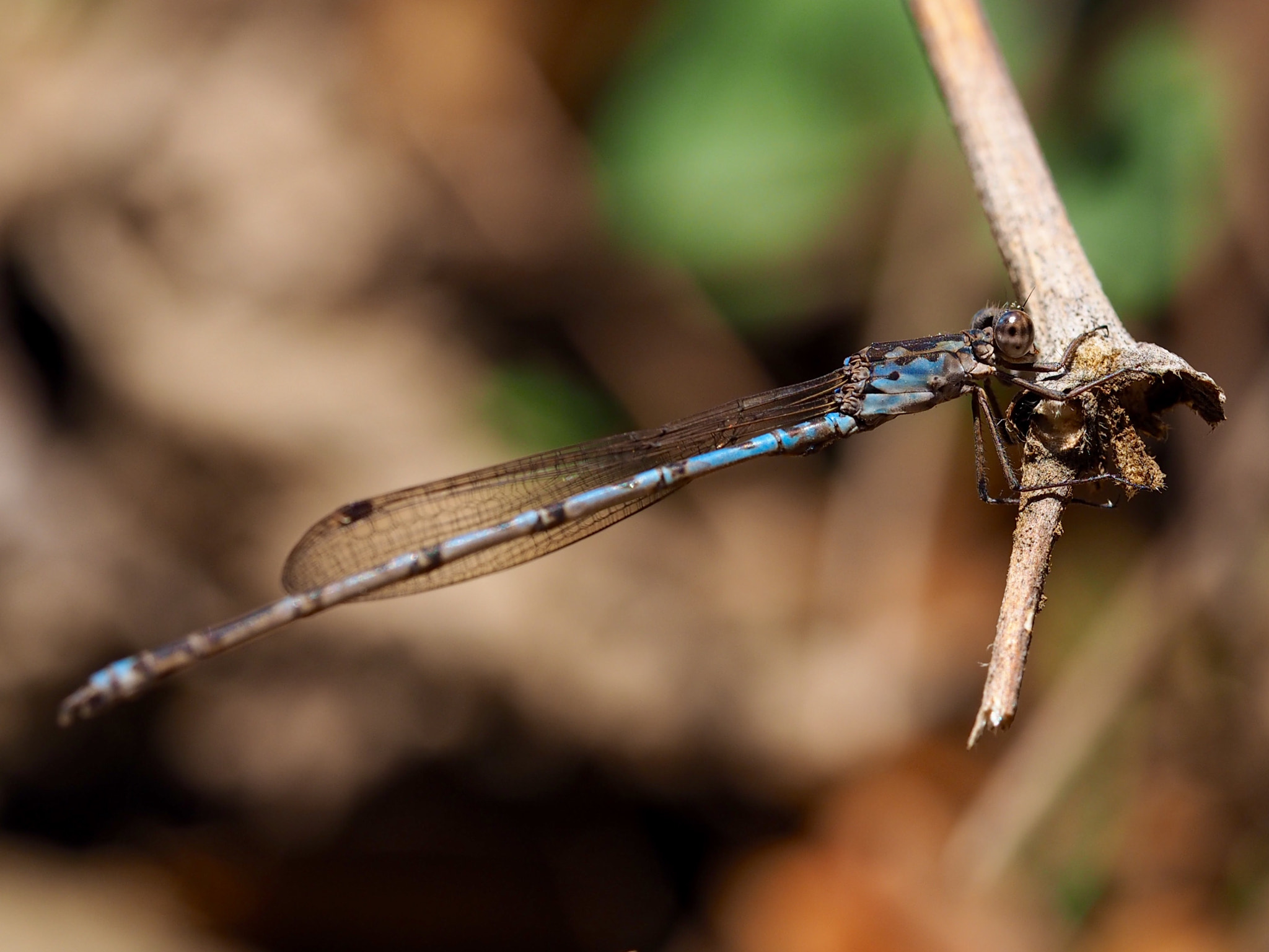 Olympus PEN E-PL7 sample photo. Damselfly photography
