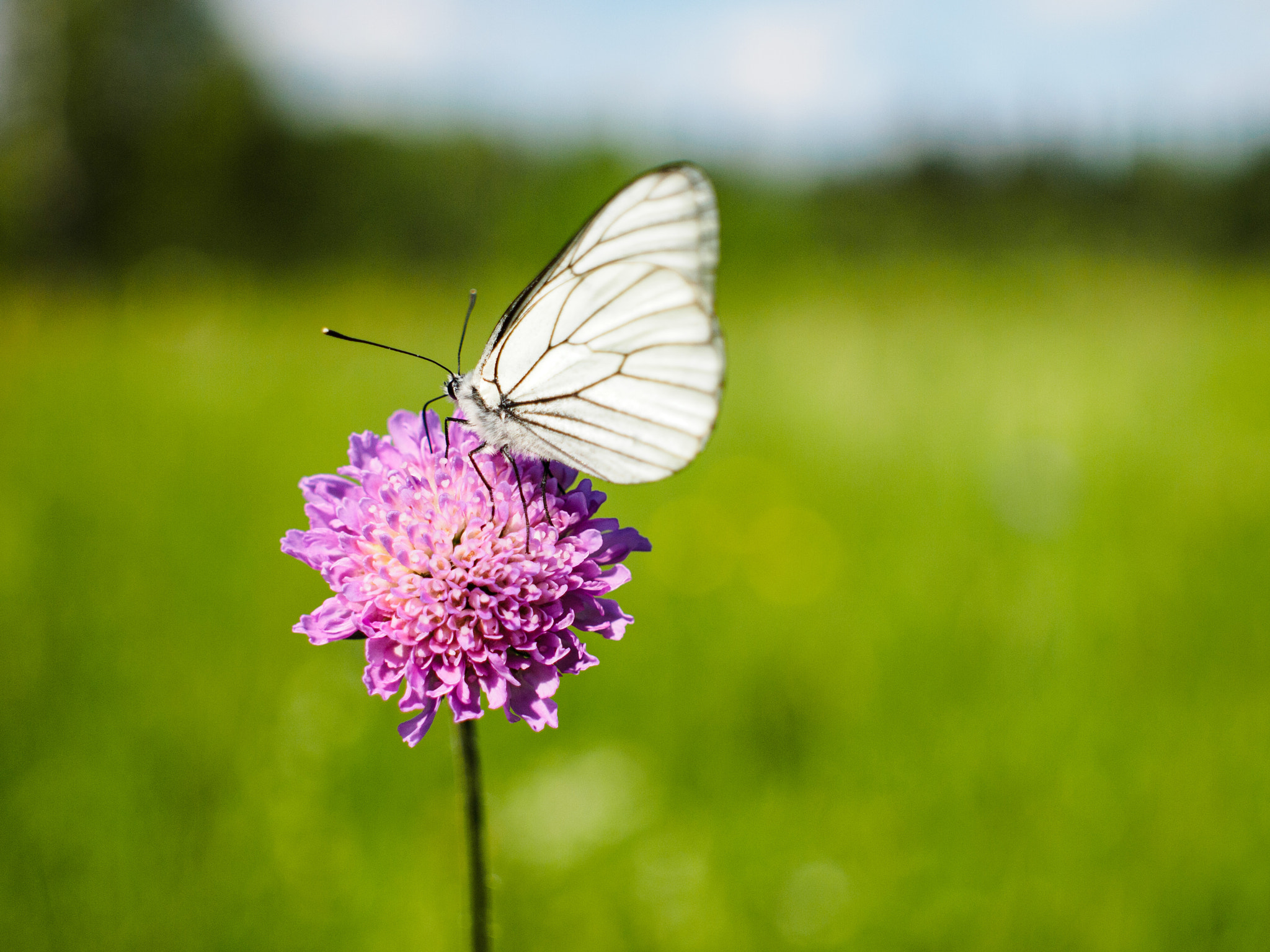 Olympus PEN E-PL3 + Sigma 30mm F2.8 EX DN sample photo. Butterfly photography