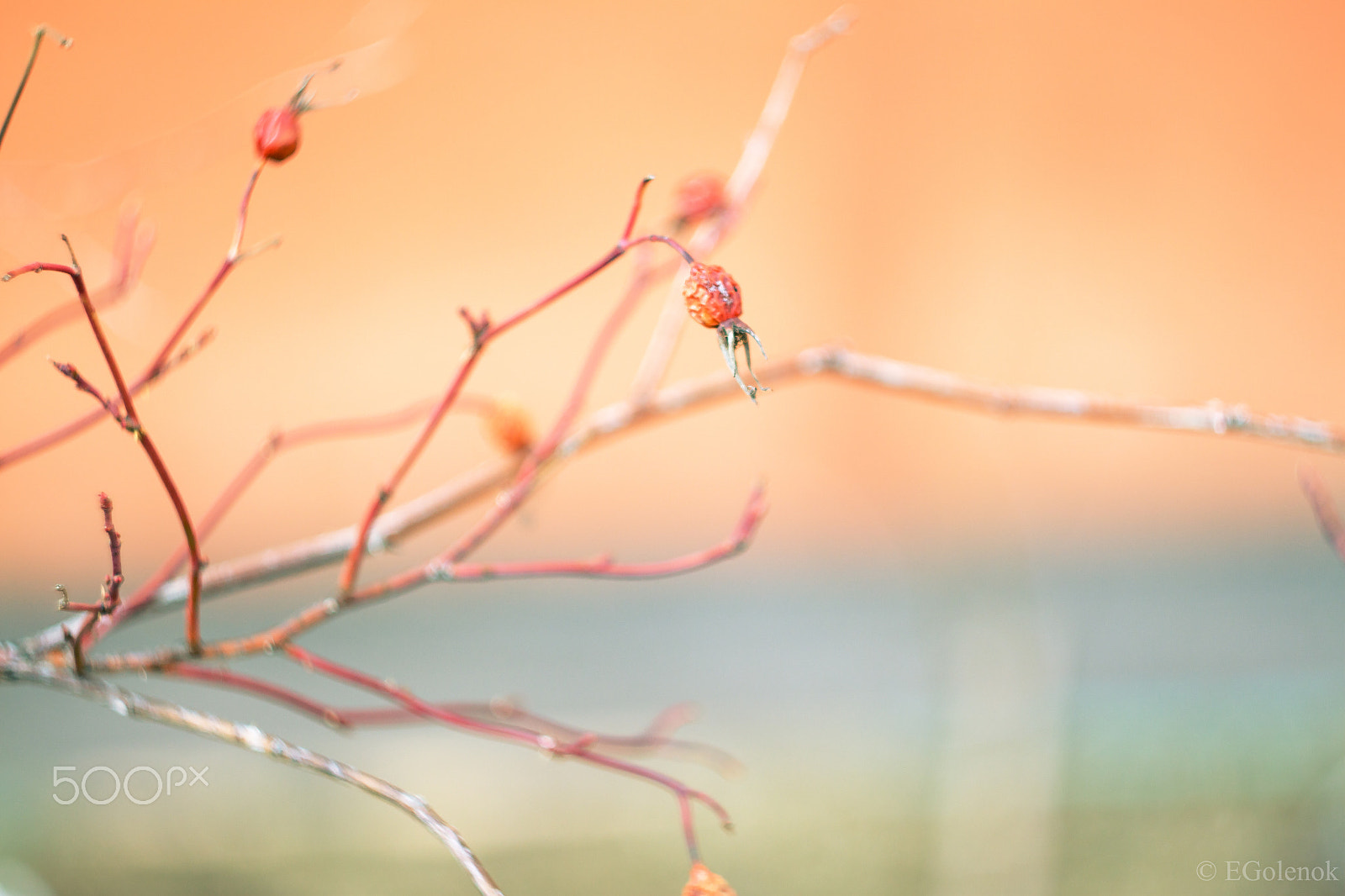 Canon EOS 500D (EOS Rebel T1i / EOS Kiss X3) sample photo. Branches photography