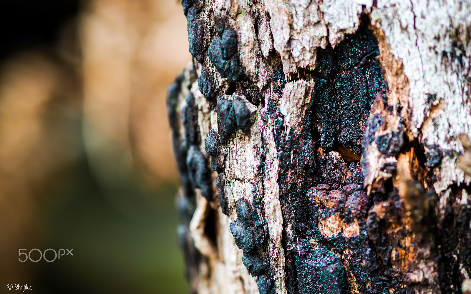 Olympus OM-D E-M5 II + Olympus M.Zuiko Digital ED 75mm F1.8 sample photo. Wounds photography