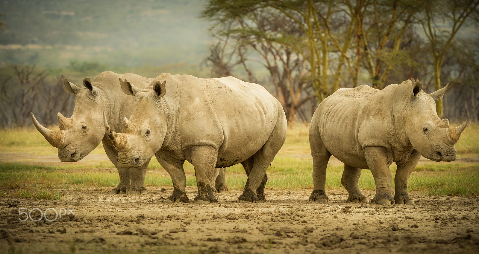 Nikon AF-S Nikkor 200-400mm F4G ED-IF VR sample photo. Lake nakuru rhino photography