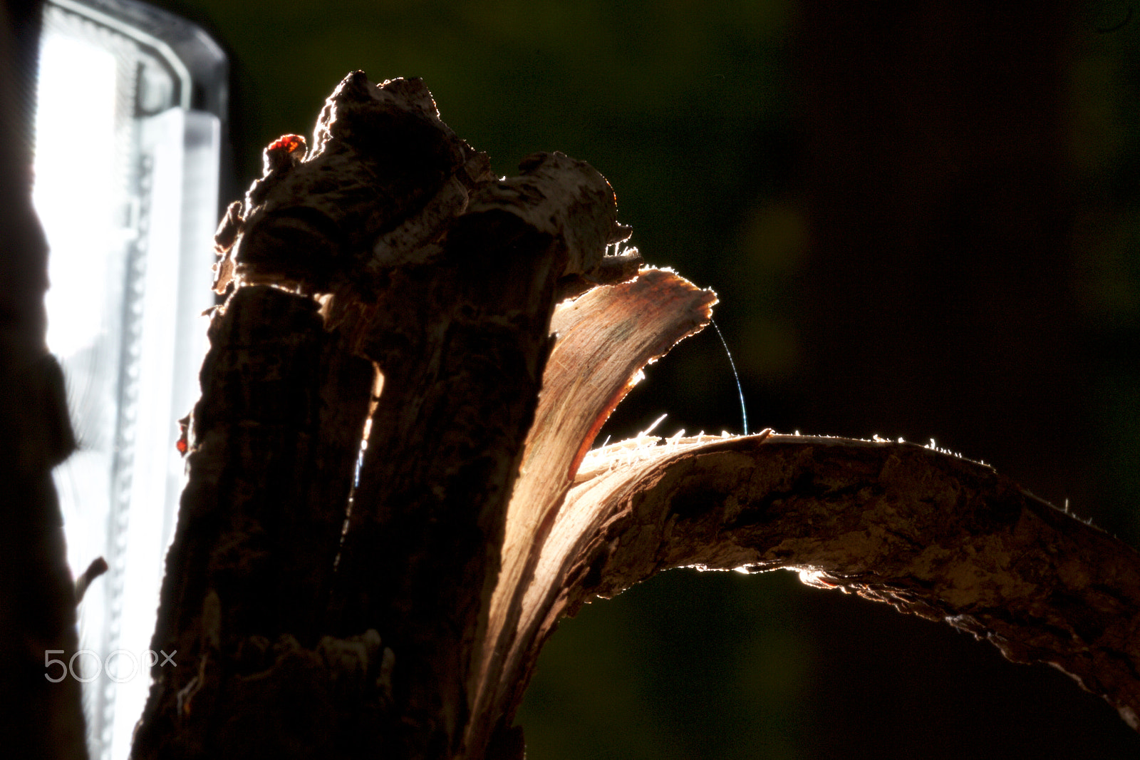 ZEISS Makro-Planar T* 100mm F2 sample photo. Lit bark photography