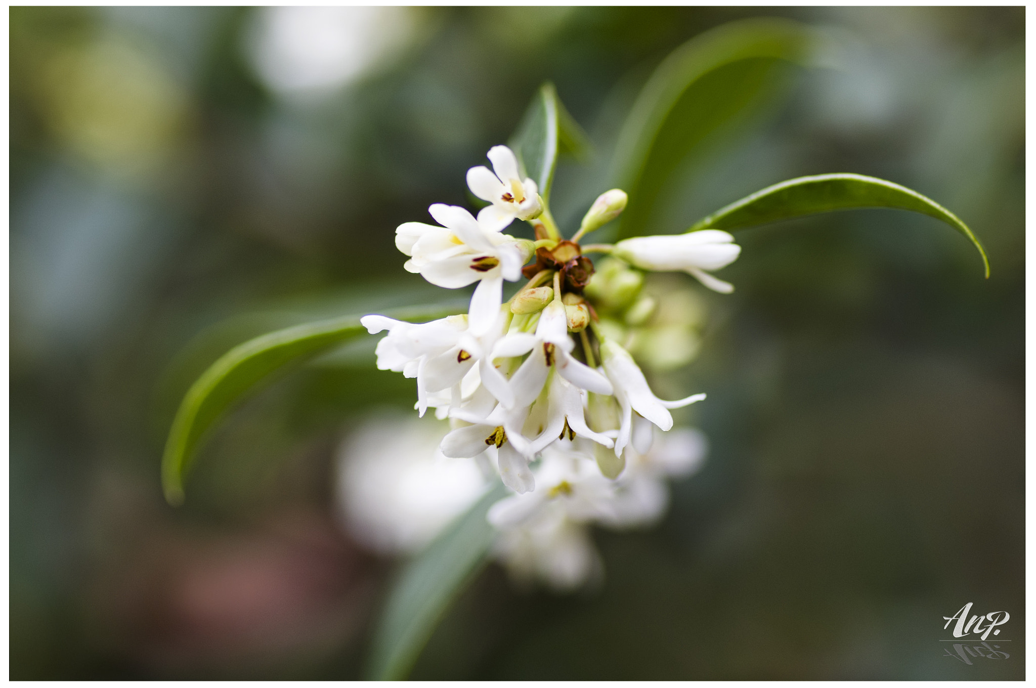 Pentax K-r + Tamron SP AF 90mm F2.8 Di Macro sample photo. White spring flowers photography