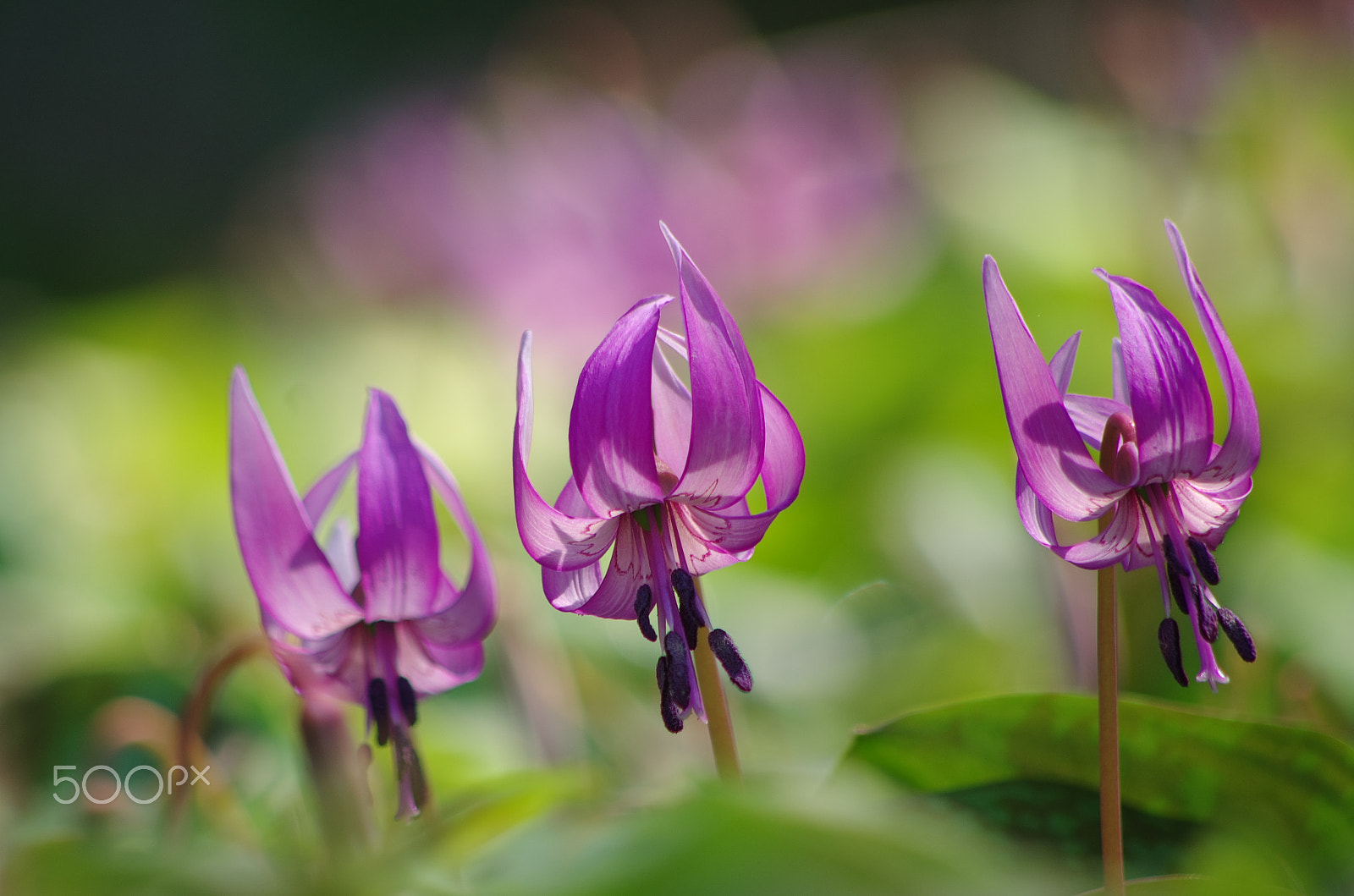 smc PENTAX-DA L 55-300mm F4-5.8 ED sample photo. Small hat photography