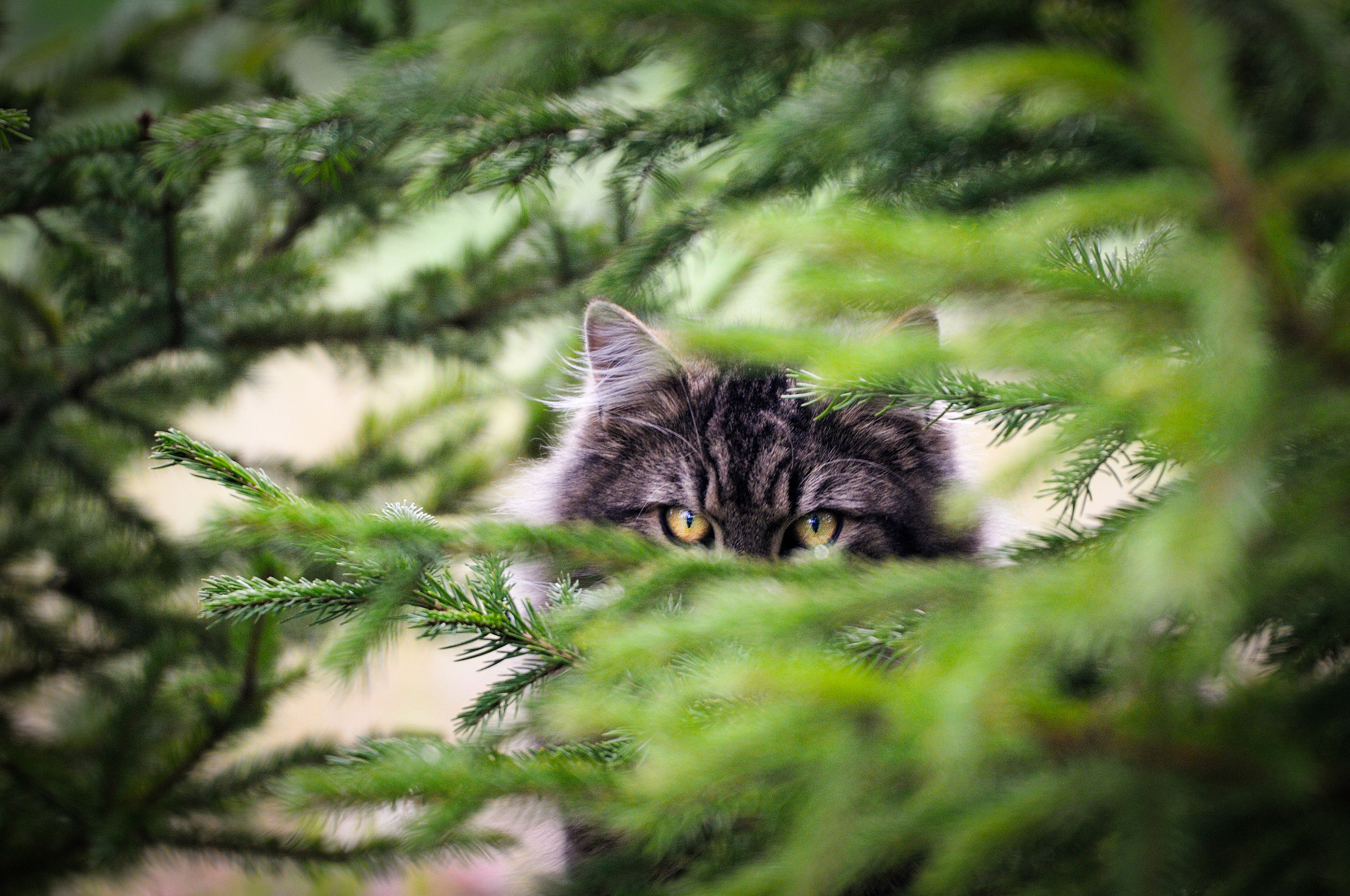 Nikon AF-S Nikkor 200-500mm F5.6E ED VR sample photo. Cat eye photography