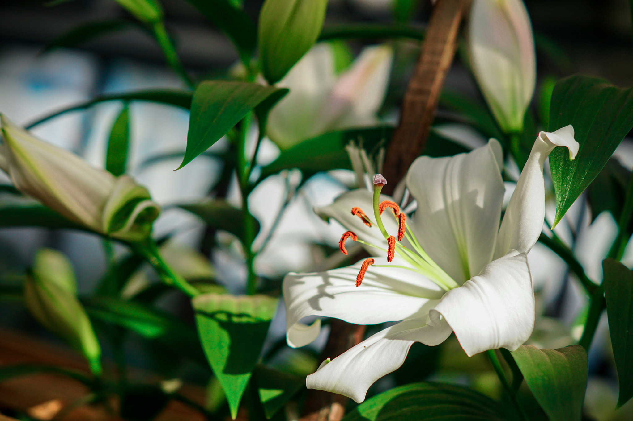 Sony ILCA-77M2 + Sony DT 50mm F1.8 SAM sample photo. White lily photography