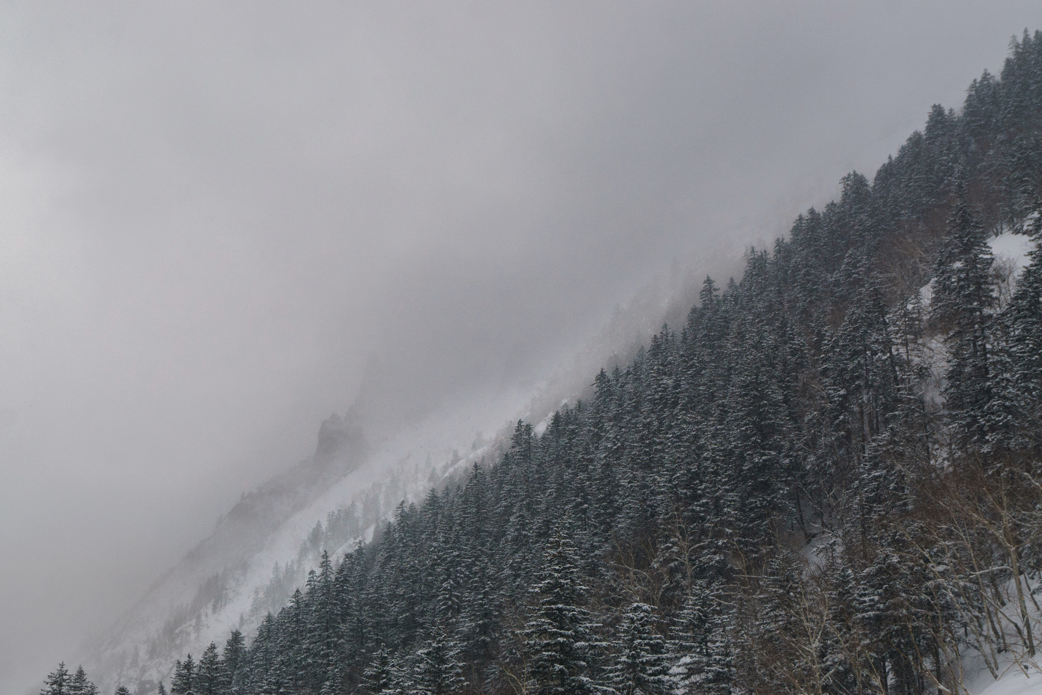 Sony ILCA-77M2 + Sony DT 18-55mm F3.5-5.6 SAM sample photo. Dysse-alin' forest photography