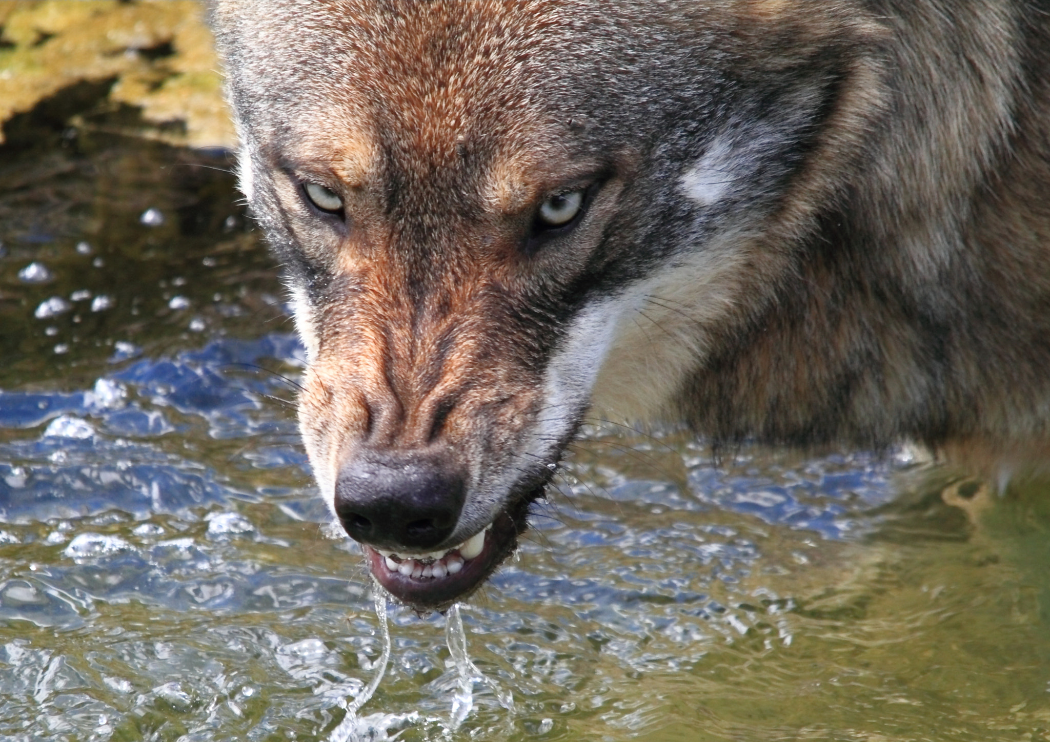Canon 150-500mm sample photo. Who's afraid of the bad wolf? photography