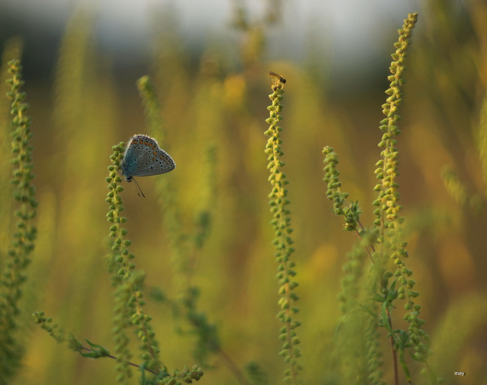 Sony SLT-A65 (SLT-A65V) + Minolta AF 50mm F1.7 sample photo. по соседству photography