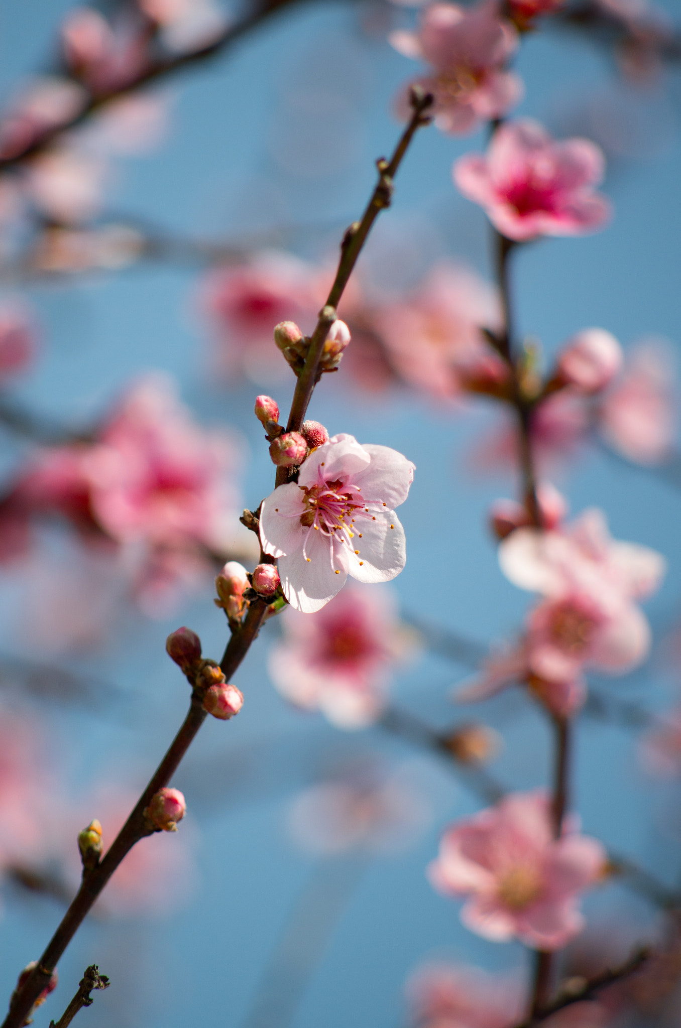 HD Pentax DA 55-300mm F4.0-5.8 ED WR sample photo. Spring time photography