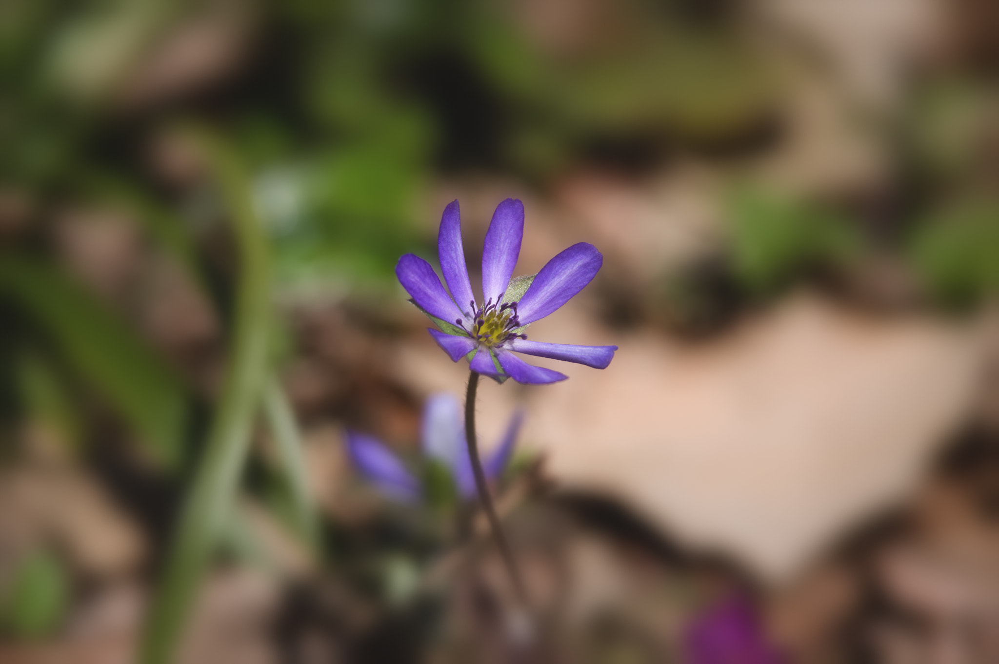 Pentax K-3 II sample photo