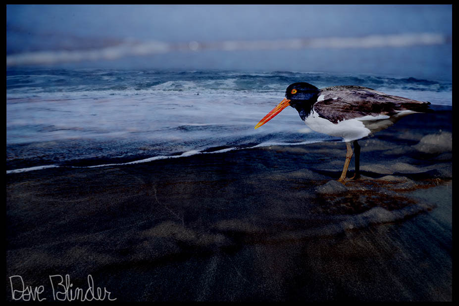 Sony a7R + Canon EF 300mm f/2.8L sample photo. The oystercatcher and the ocean photography