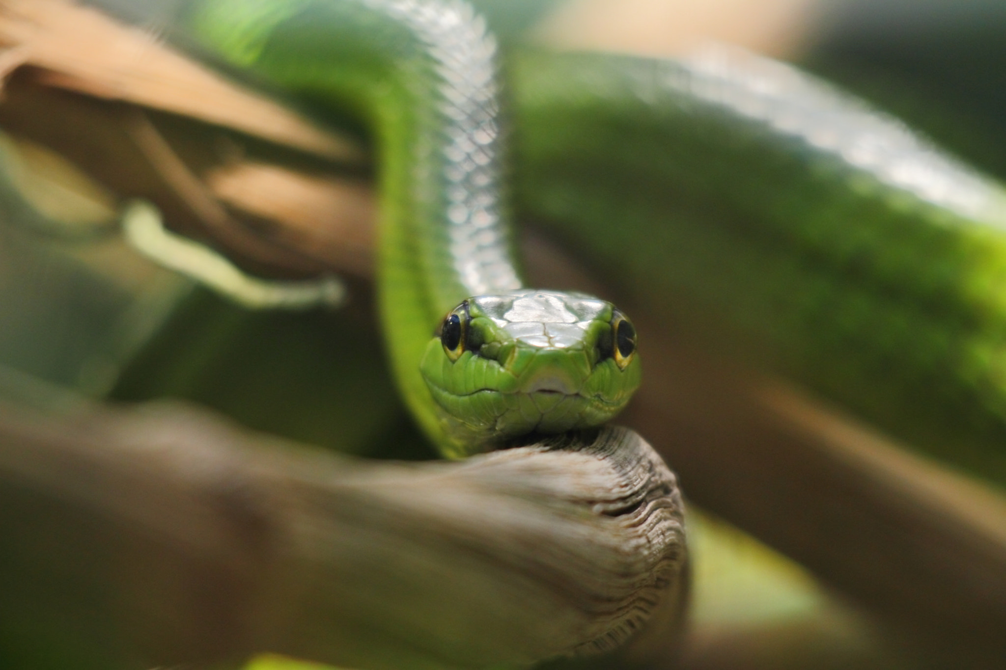 Canon 150-500mm sample photo. Snake photography