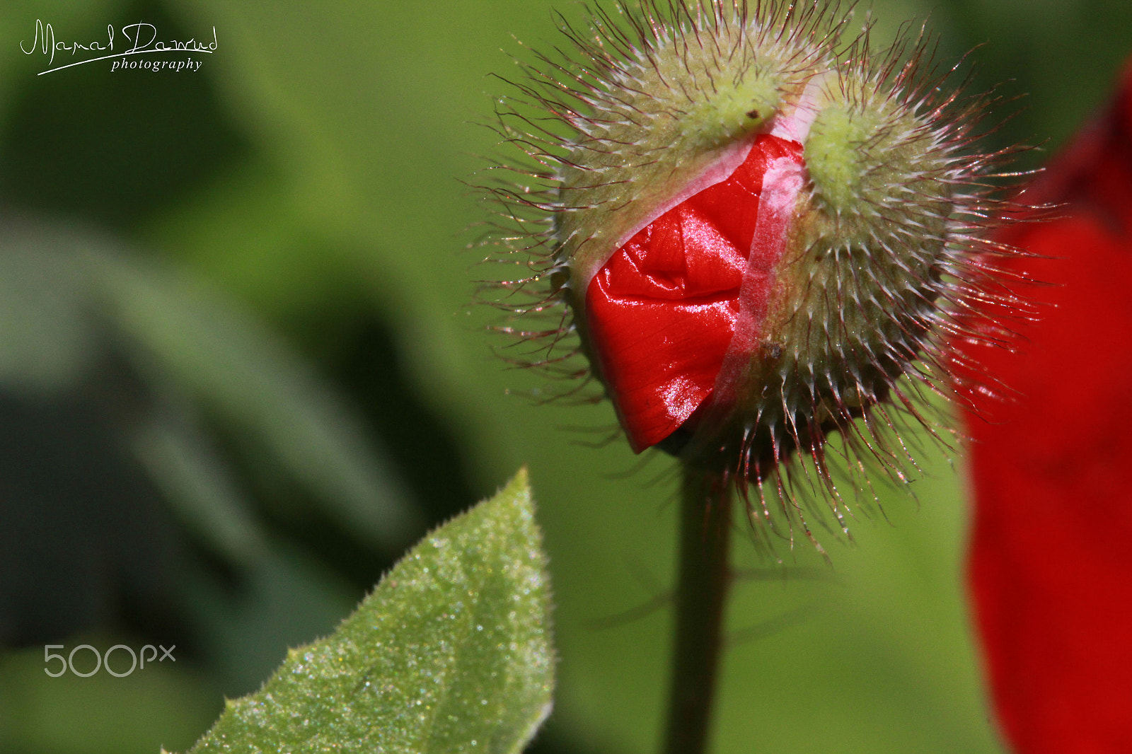 Canon EF-S 60mm F2.8 Macro USM sample photo. Flower anemone photography