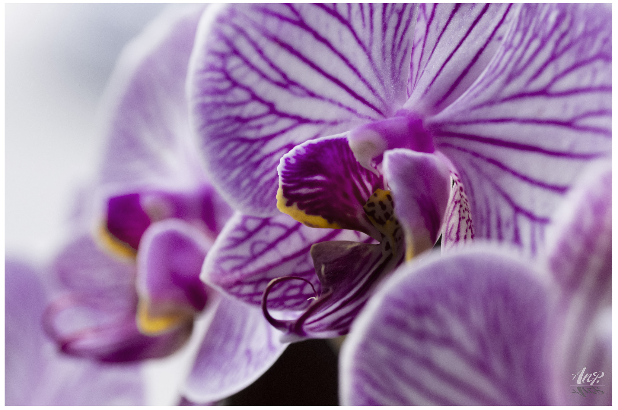 Pentax K-r + Tamron SP AF 90mm F2.8 Di Macro sample photo. Orchid photography