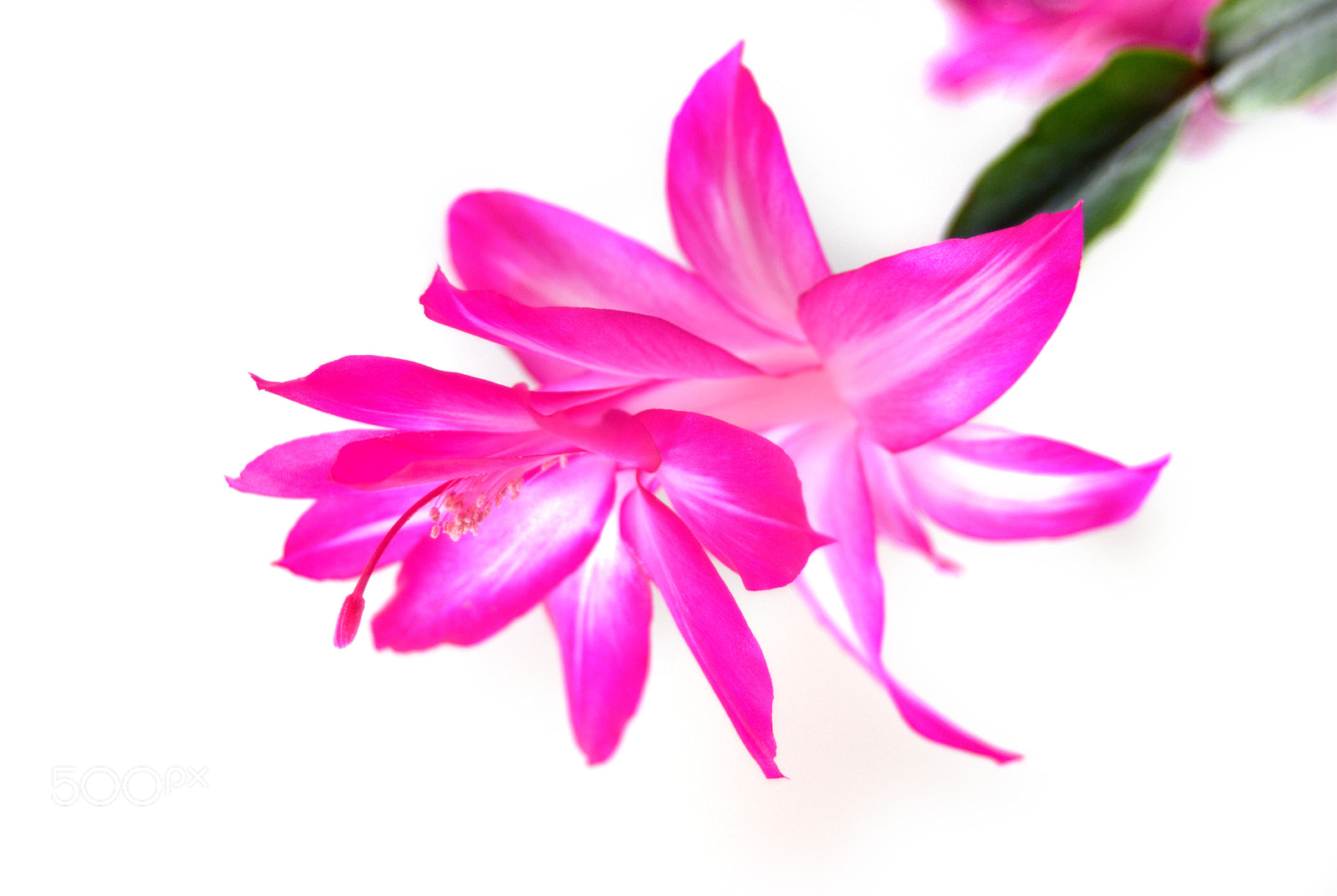 Sigma 28-90mm F3.5-5.6 Macro sample photo. Christmas cactus flower photography