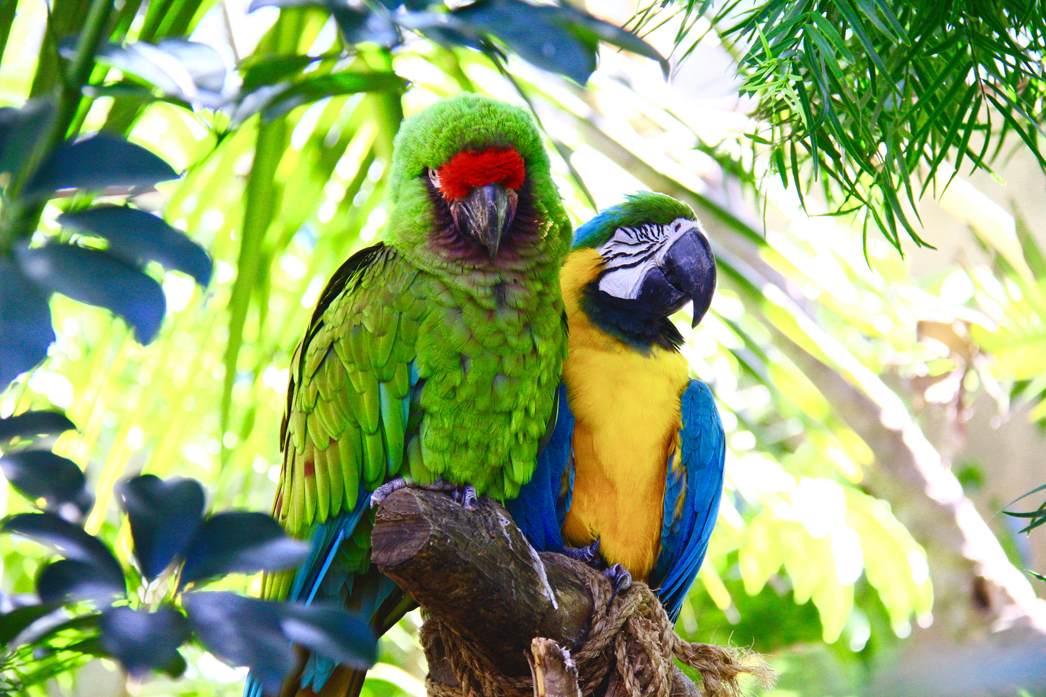 Canon EOS 60D + Canon EF-S 18-200mm F3.5-5.6 IS sample photo. Parrot friendship photography