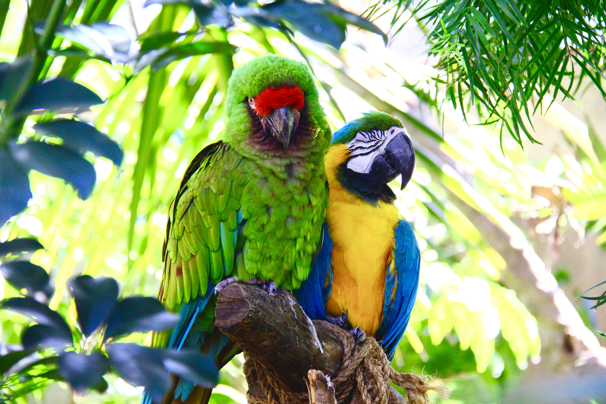 Canon EF-S 18-200mm F3.5-5.6 IS sample photo. Parrot friendship photography