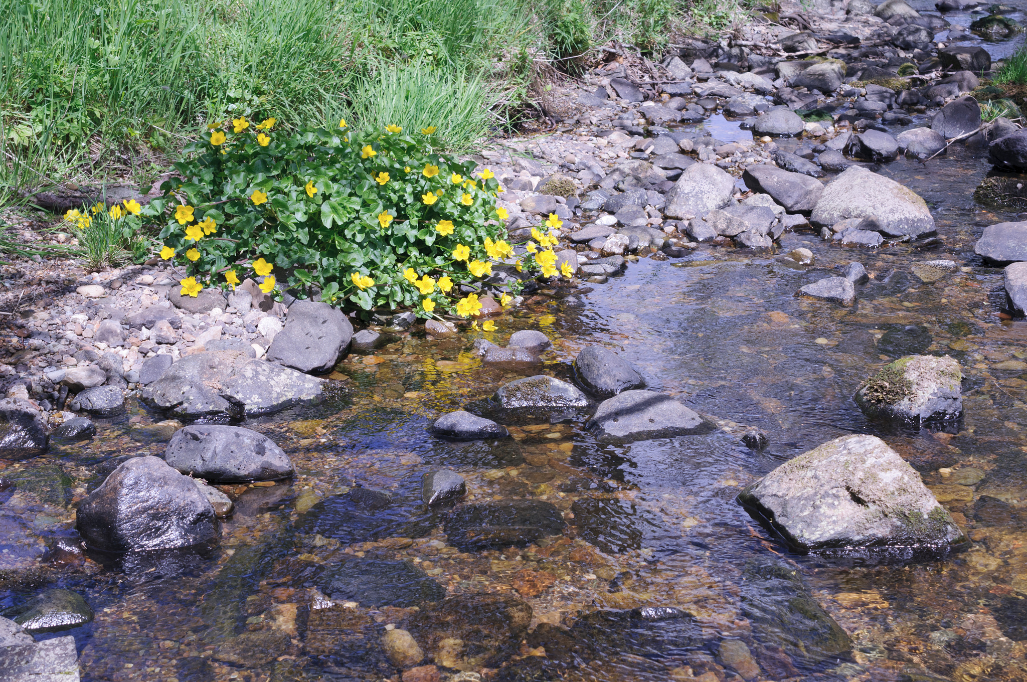 Nikon AF-S DX Micro Nikkor 40mm F2.8 sample photo. Wild water buttercups photography