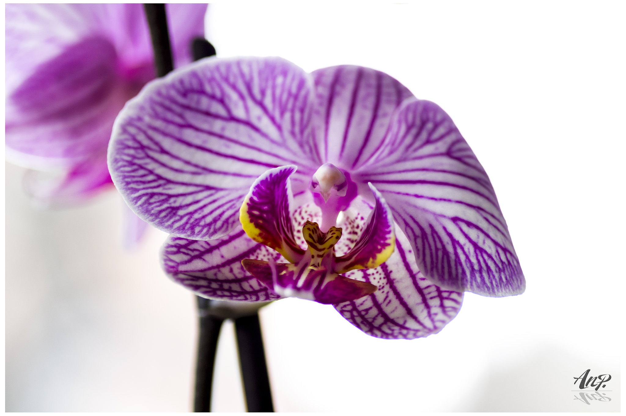 Pentax K-r + Tamron SP AF 90mm F2.8 Di Macro sample photo. The eagle inside the orchid photography