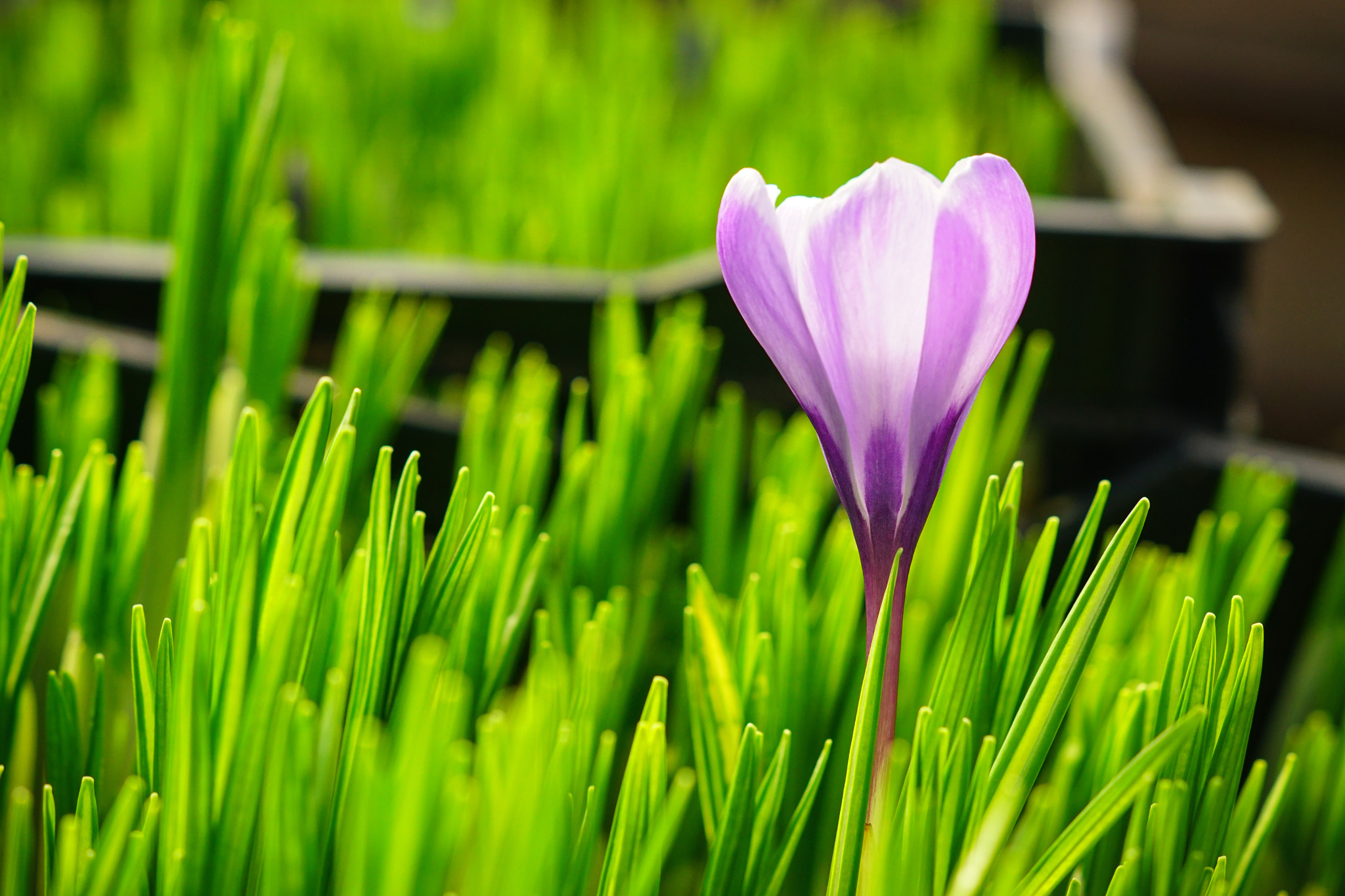 Sony ILCA-77M2 + Sony DT 50mm F1.8 SAM sample photo. Crocus photography