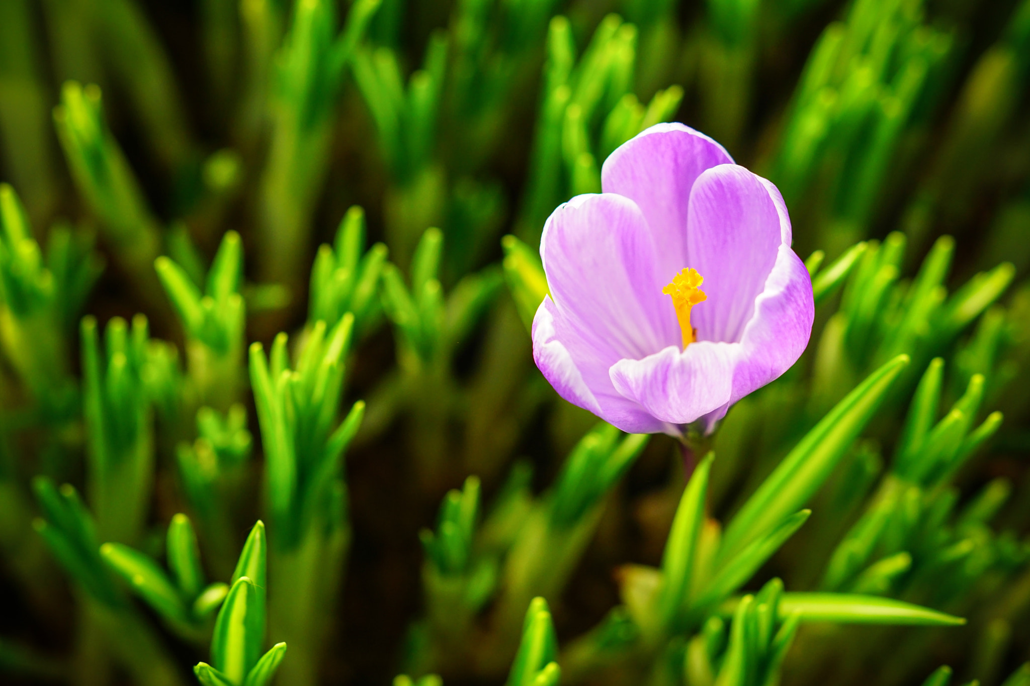 Sony ILCA-77M2 + Sony DT 50mm F1.8 SAM sample photo. Crocus photography