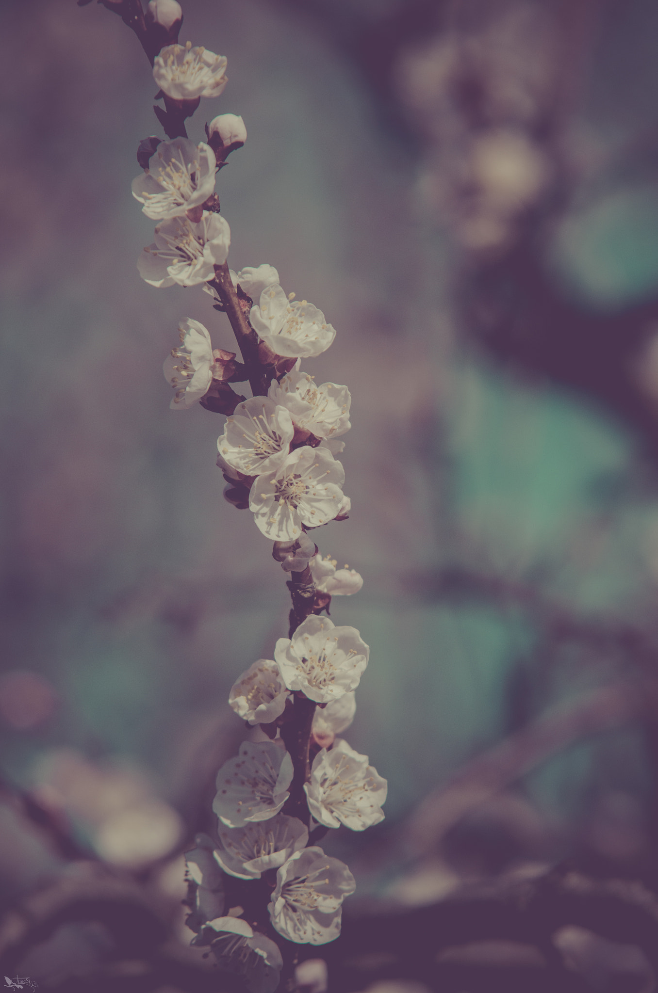 Sigma 70-200mm F2.8 EX DG OS HSM sample photo. Blossom photography
