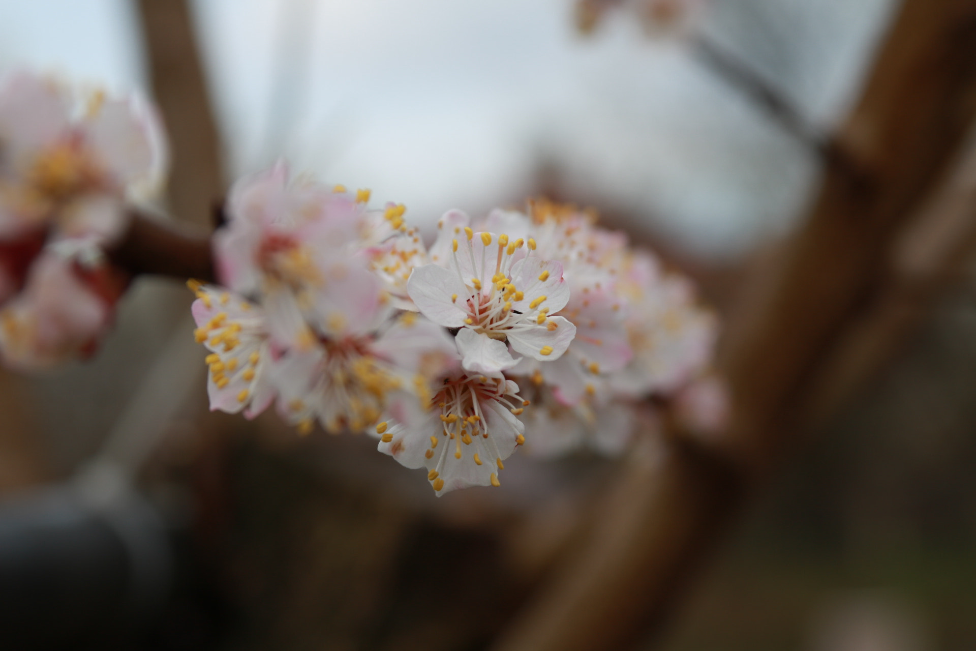 Canon EF 28-135mm F3.5-5.6 IS USM sample photo. Flowers  photography