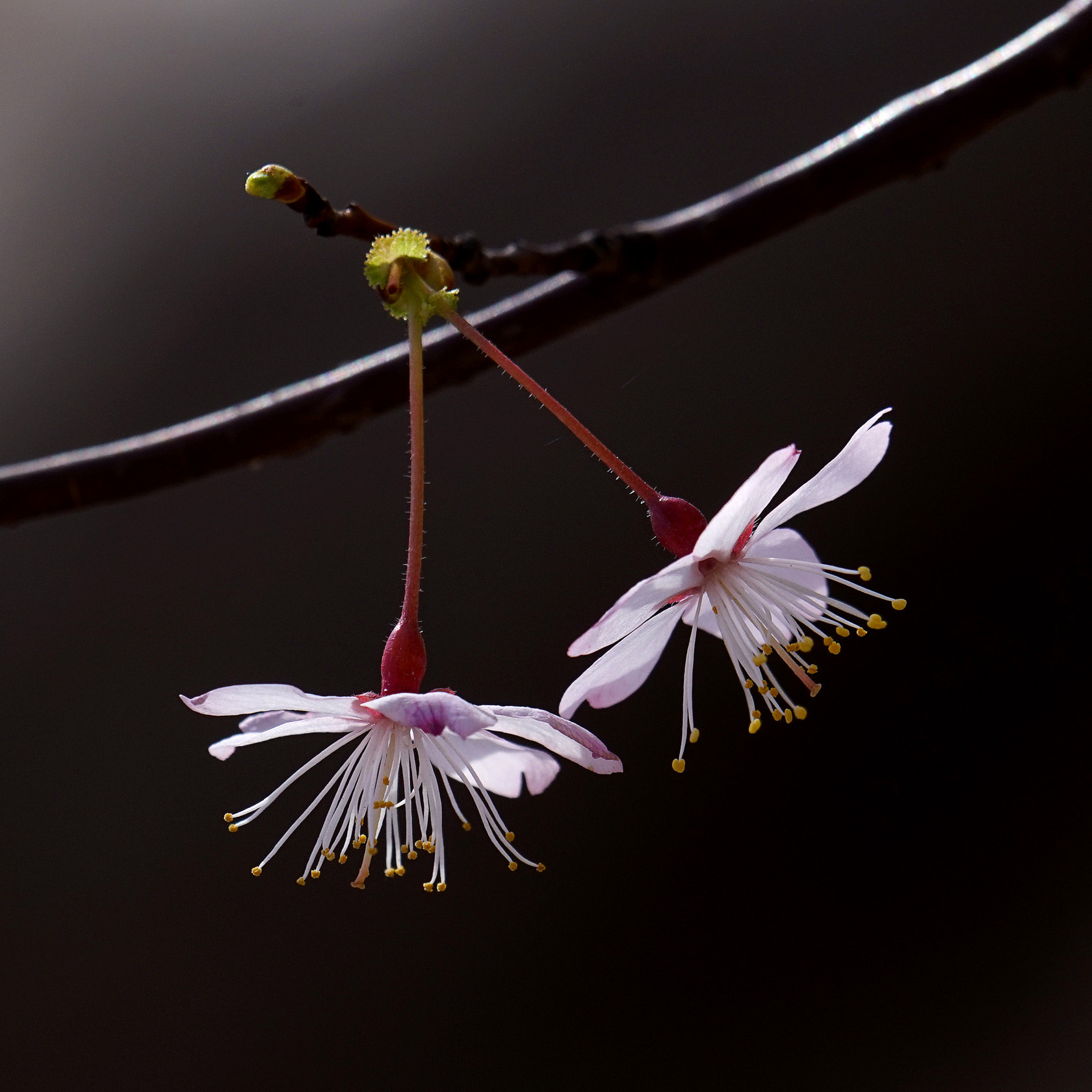 Sony 70-400mm F4-5.6 G SSM II sample photo. 【原摄】樱舞 photography
