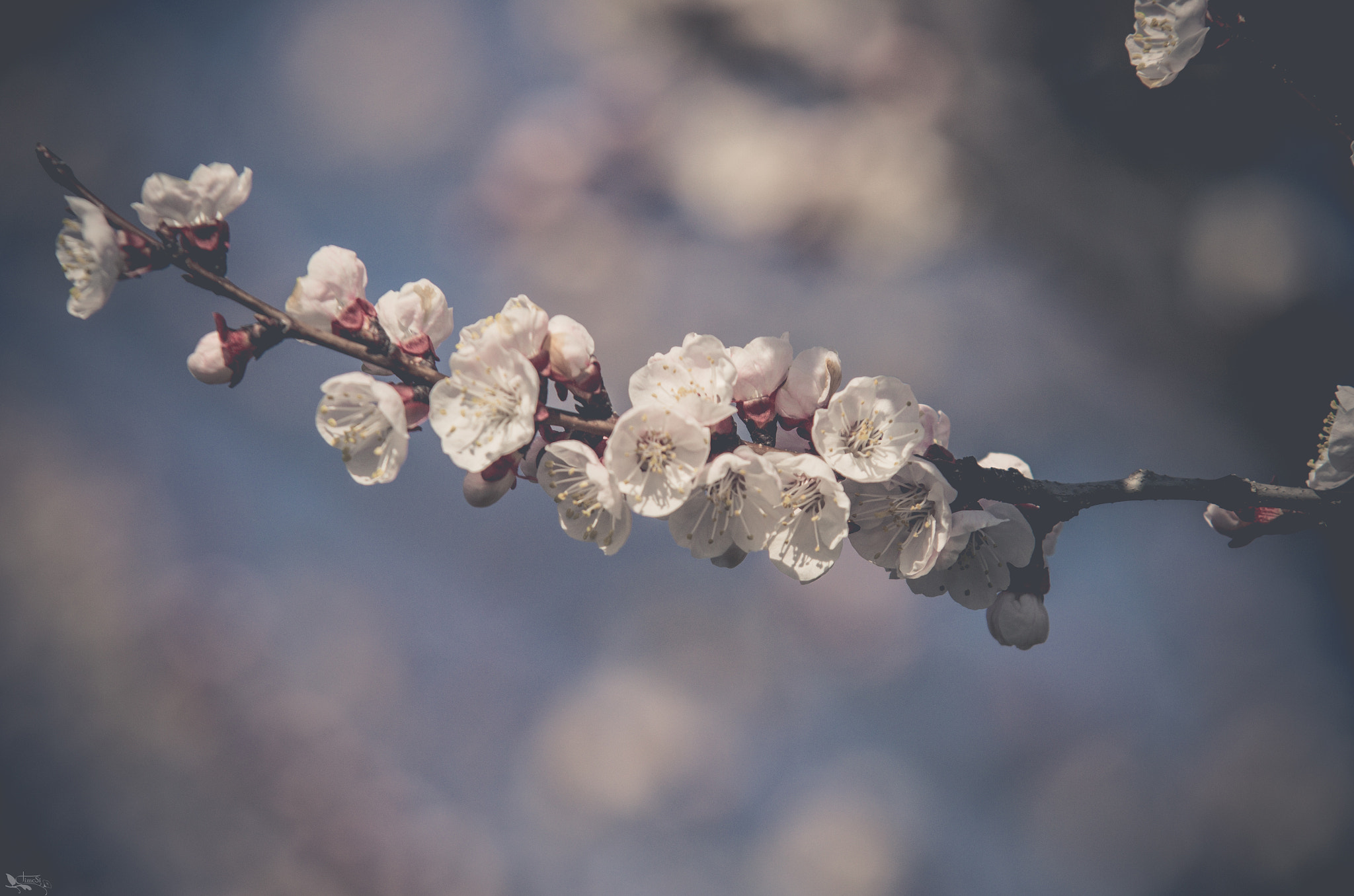 Sigma 70-200mm F2.8 EX DG OS HSM sample photo. *** photography
