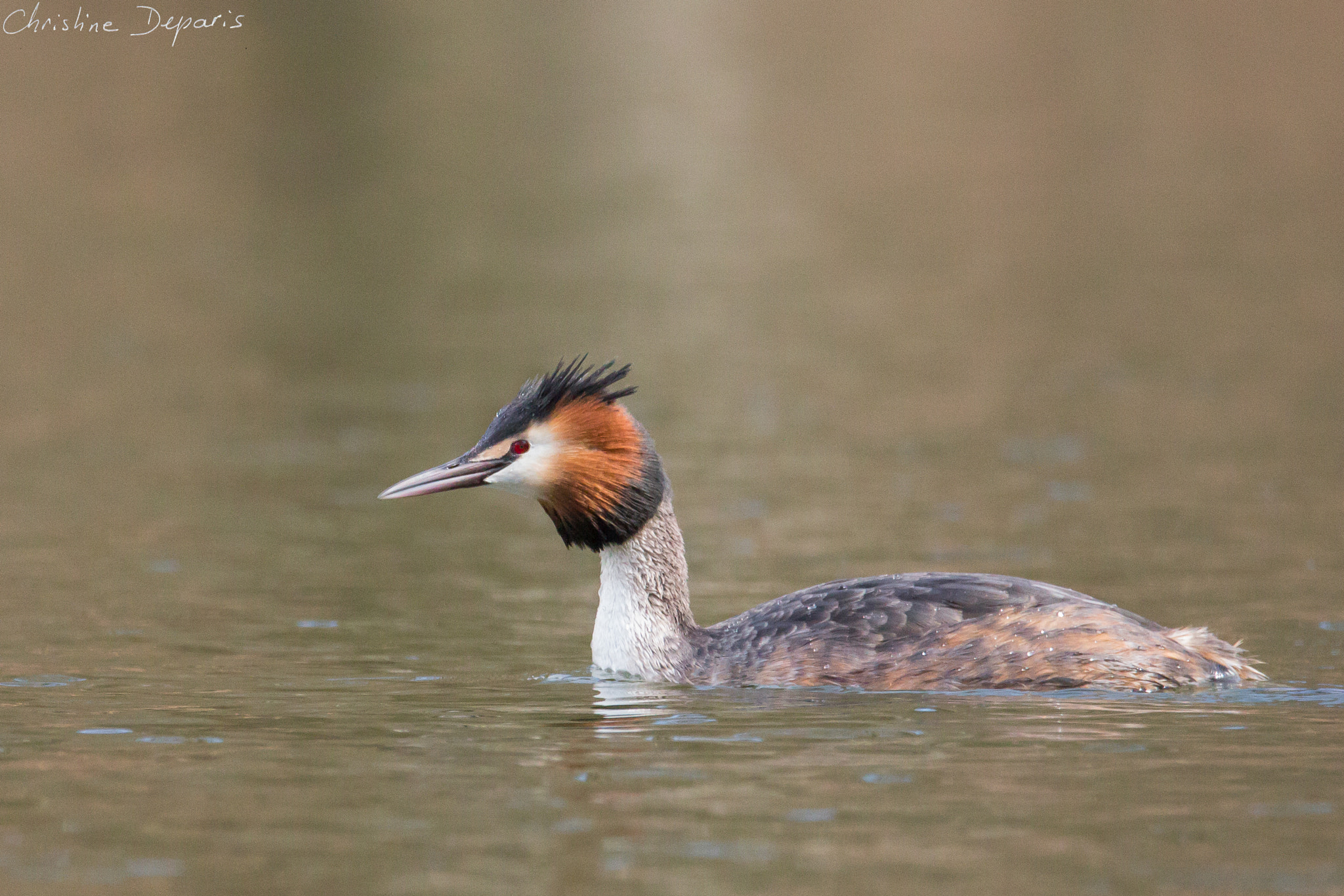 Sigma 150-600mm F5-6.3 DG OS HSM | C sample photo. Great crested grebe photography