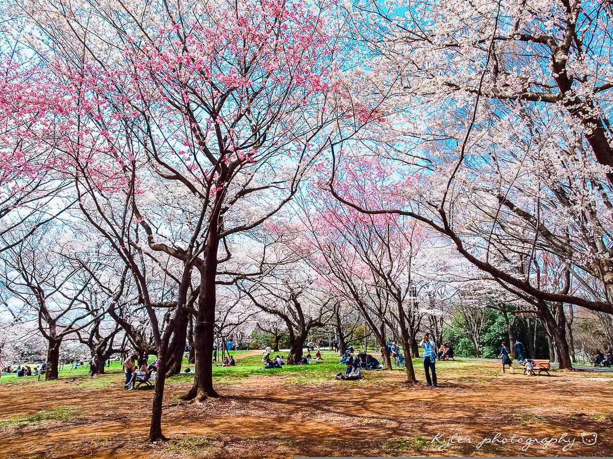 Olympus E-30 sample photo. 昭和紀念公園 photography