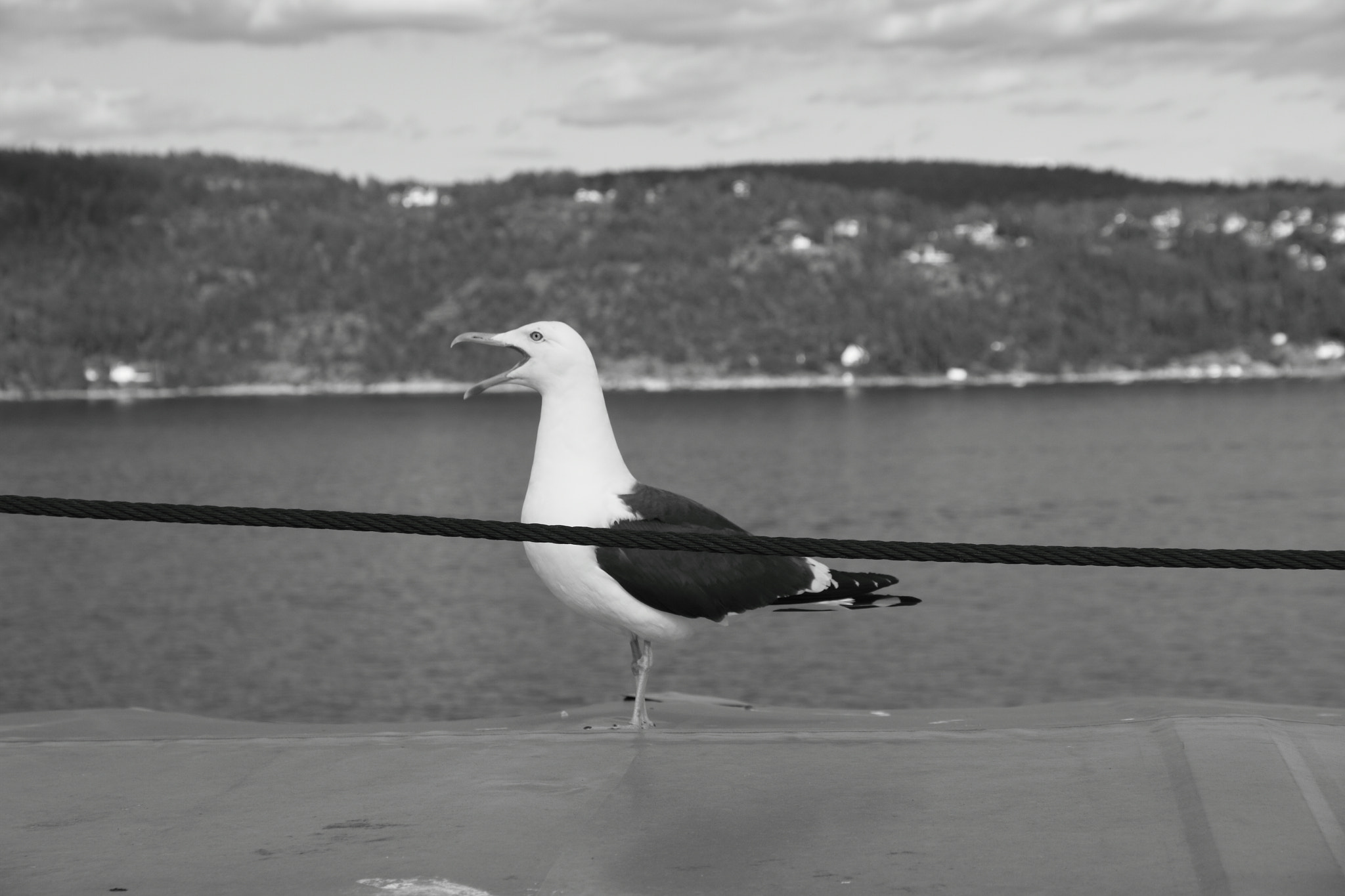 Canon EOS 7D + Canon EF-S 15-85mm F3.5-5.6 IS USM sample photo. Seagull on a ferry photography