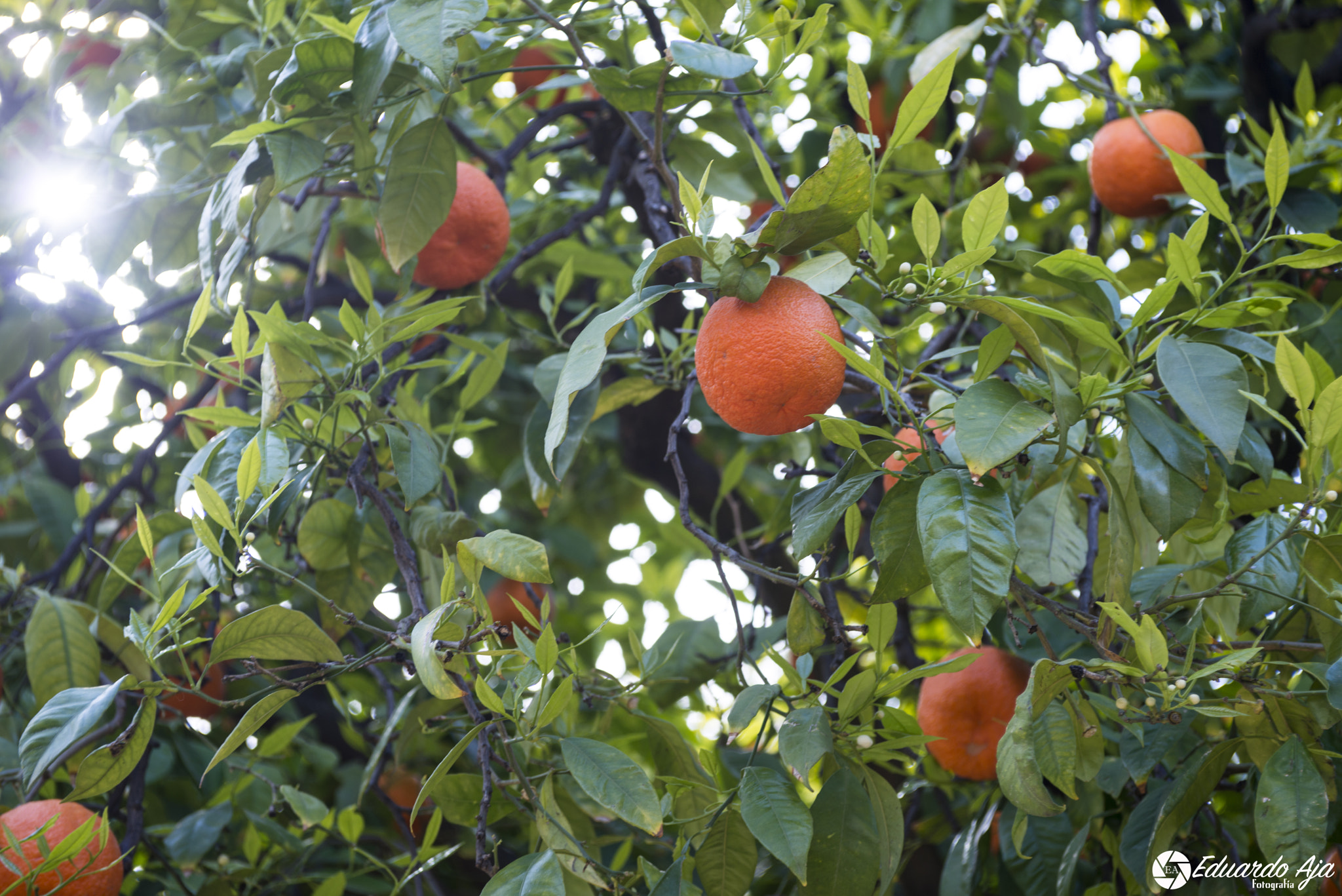 AF Zoom-Nikkor 28-85mm f/3.5-4.5 sample photo. Naranjo photography