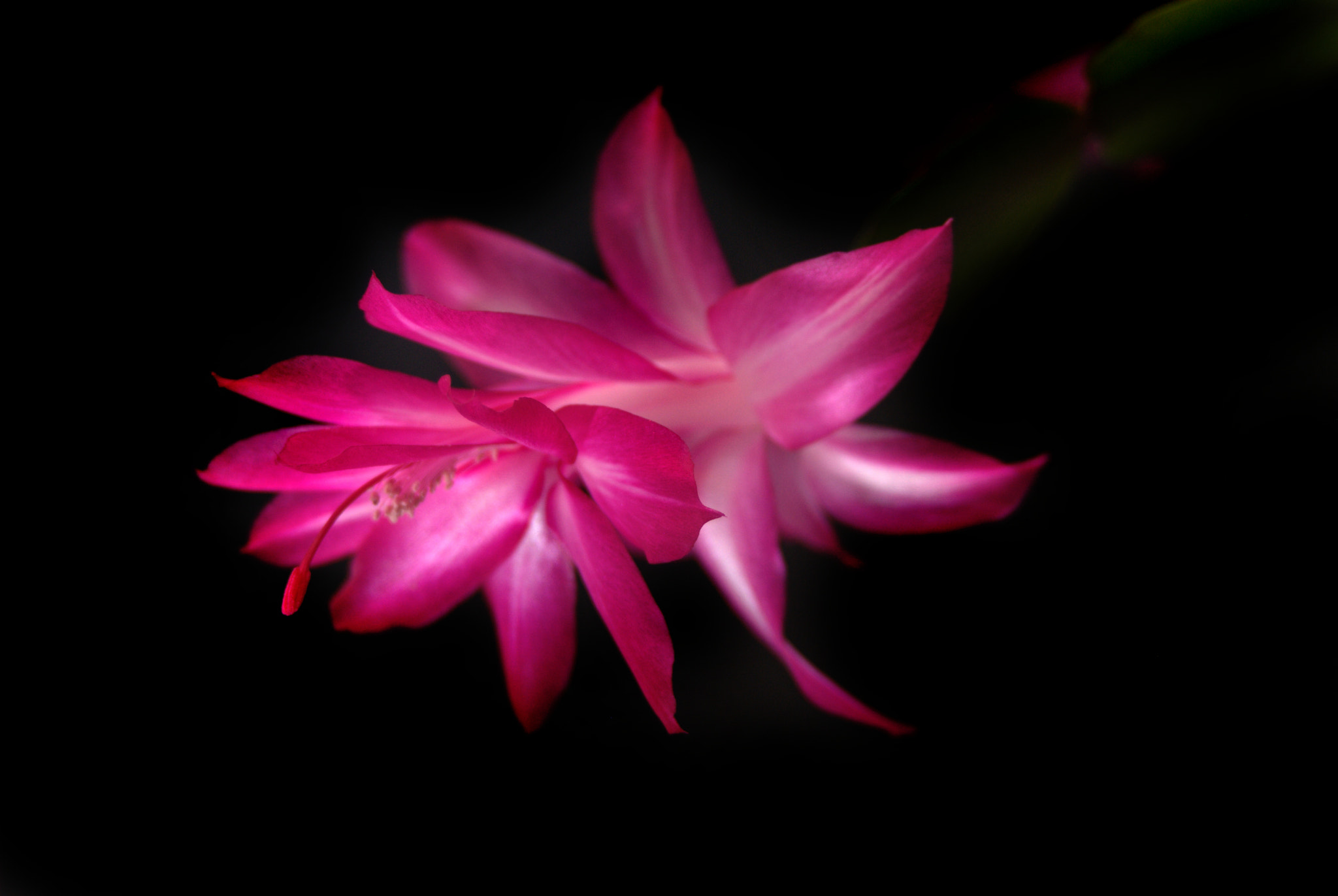 Sigma 28-90mm F3.5-5.6 Macro sample photo. Schlumbergera flower photography