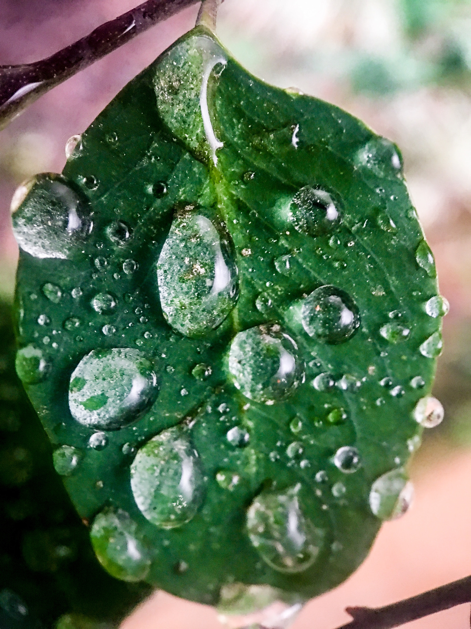 Moment Macro 25mm sample photo. Macro shot right after a spring shower. photography