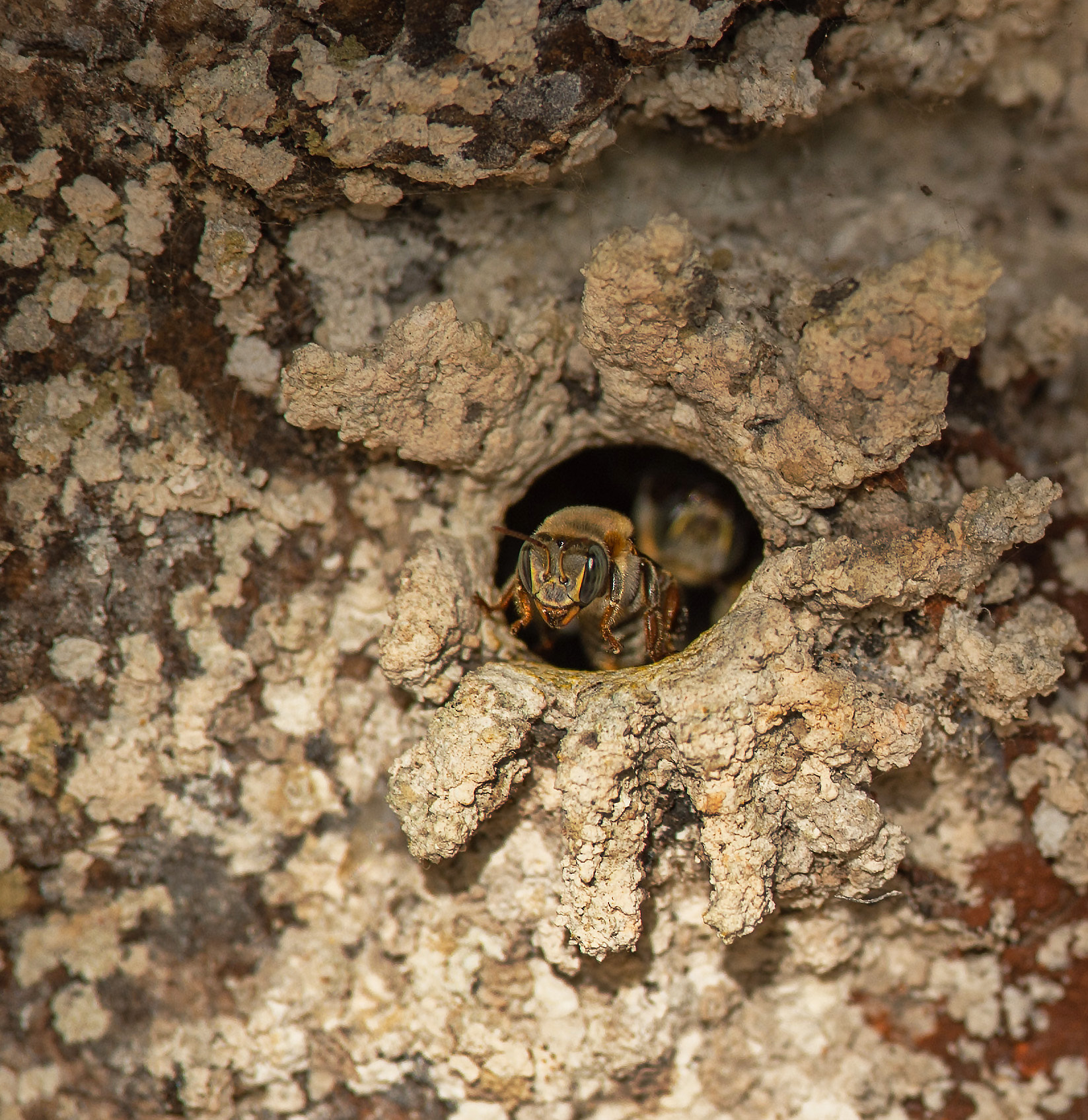 Nikon D4S + Nikon AF-S Nikkor 300mm F4D ED-IF sample photo. Hive of the wild bee, mexico photography