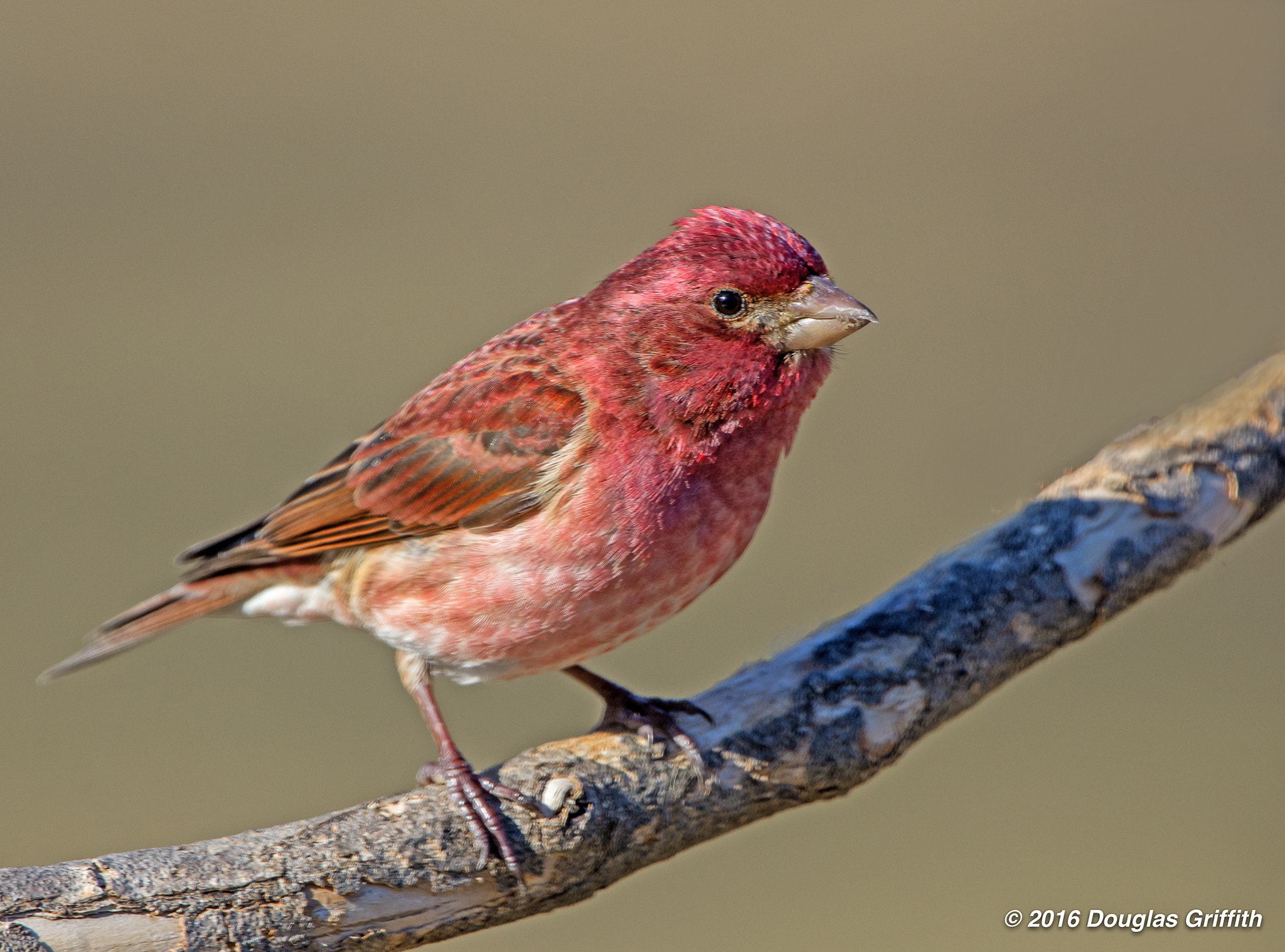 Nikon D7200 + Nikon AF-S Nikkor 500mm F4G ED VR sample photo. Male purple finch (haemorhous purpureus) photography